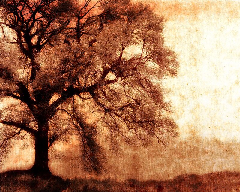 solitary tree at sunset