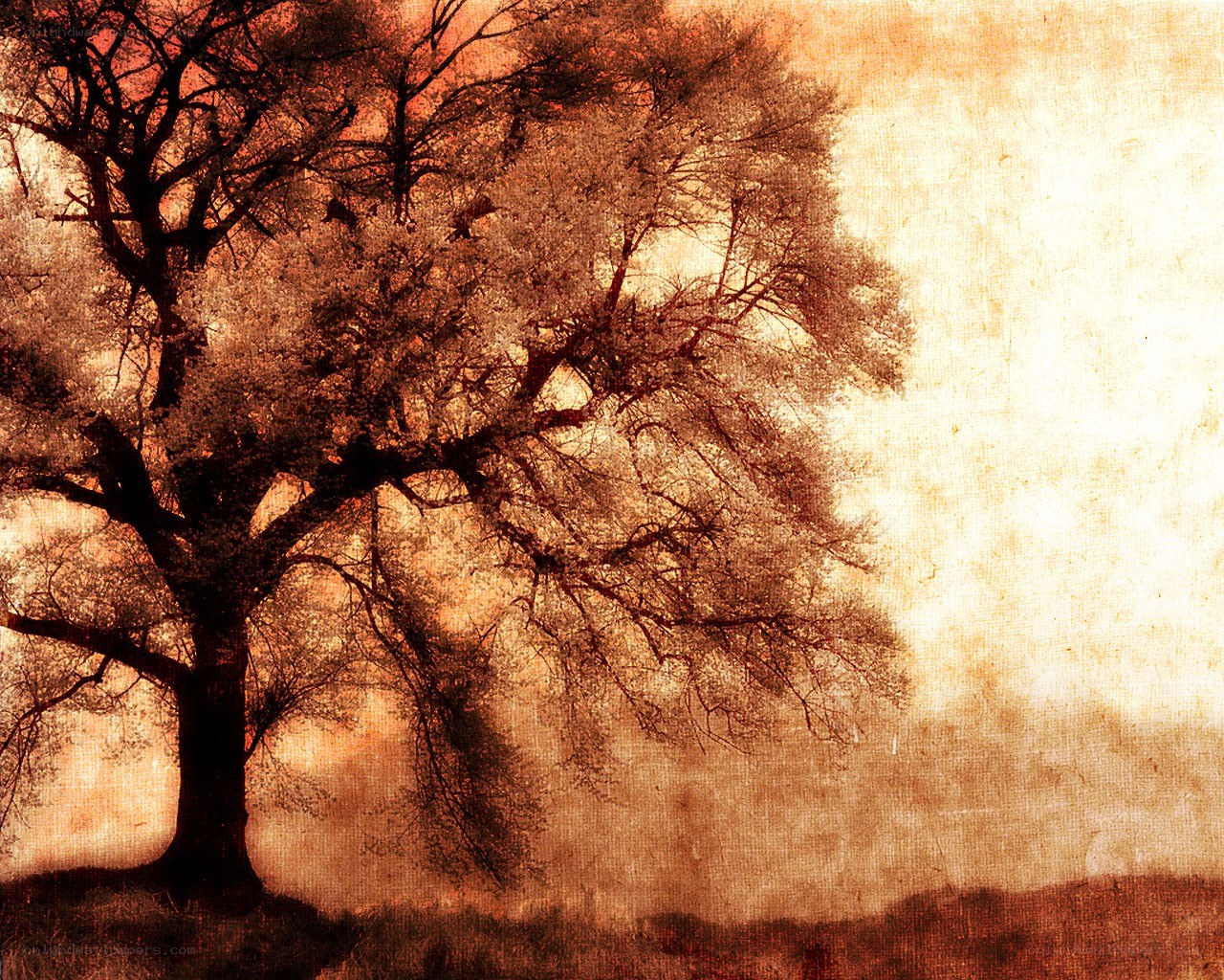 solitary tree at sunset