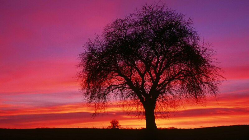 solitary tree at sunset