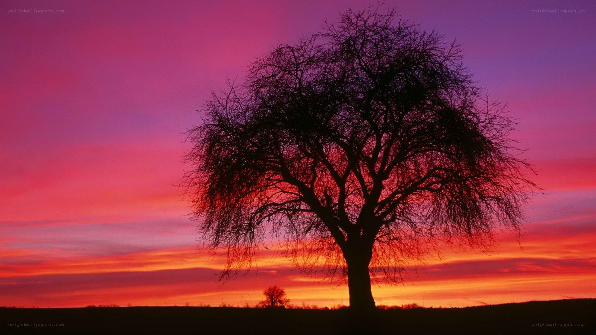 solitary tree at sunset