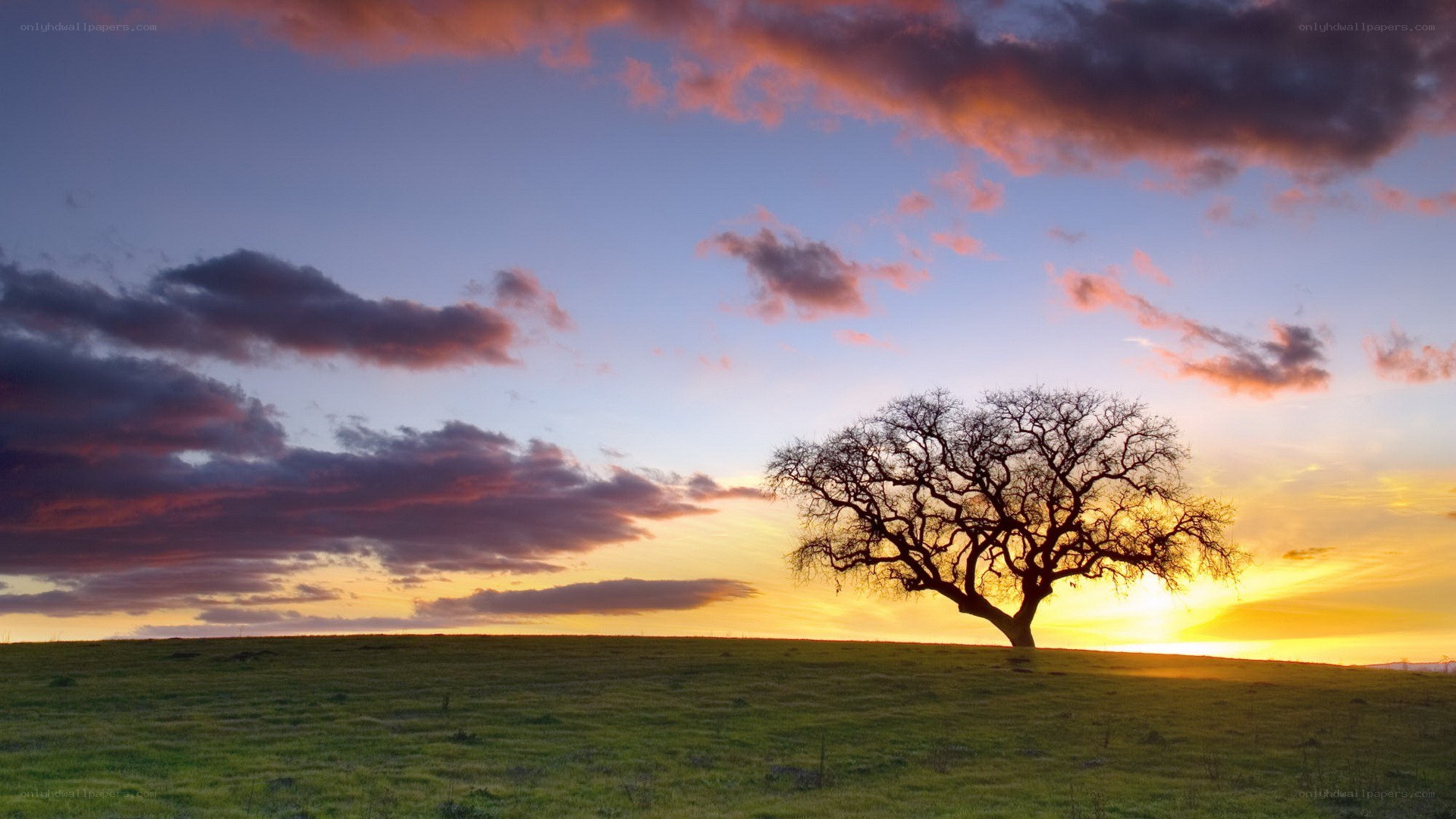 solitary tree at sunset