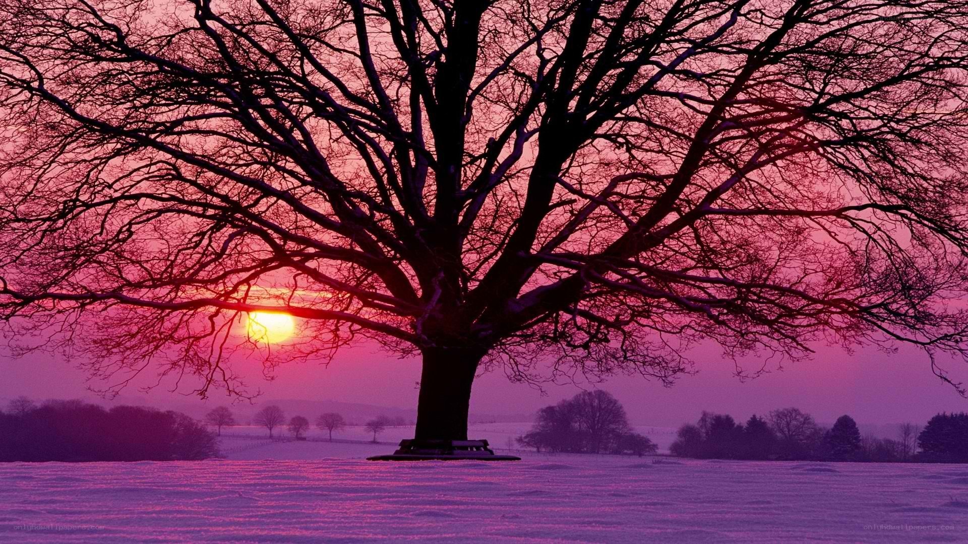 solitary tree at sunset