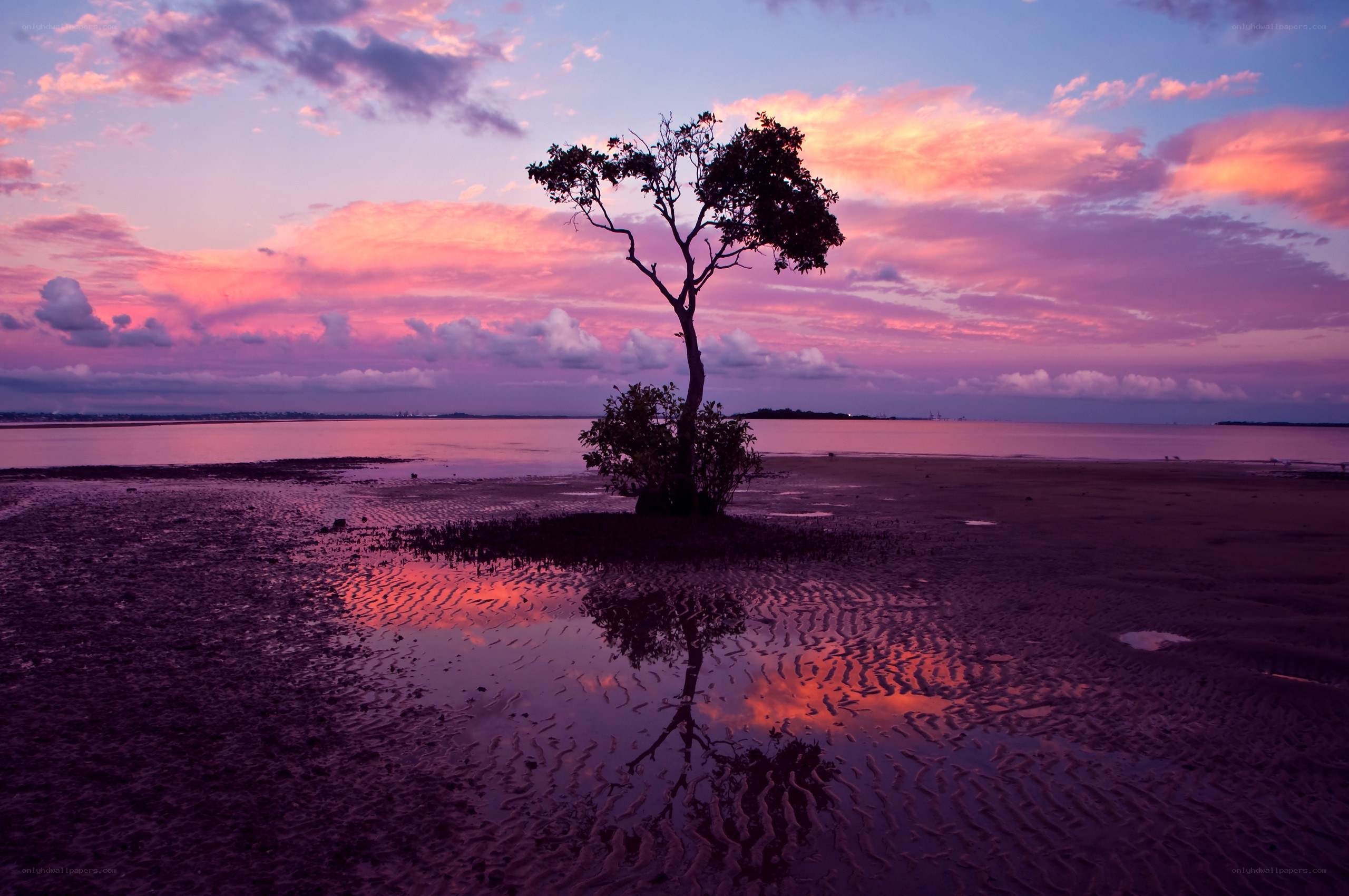 Solitary tree at sunset