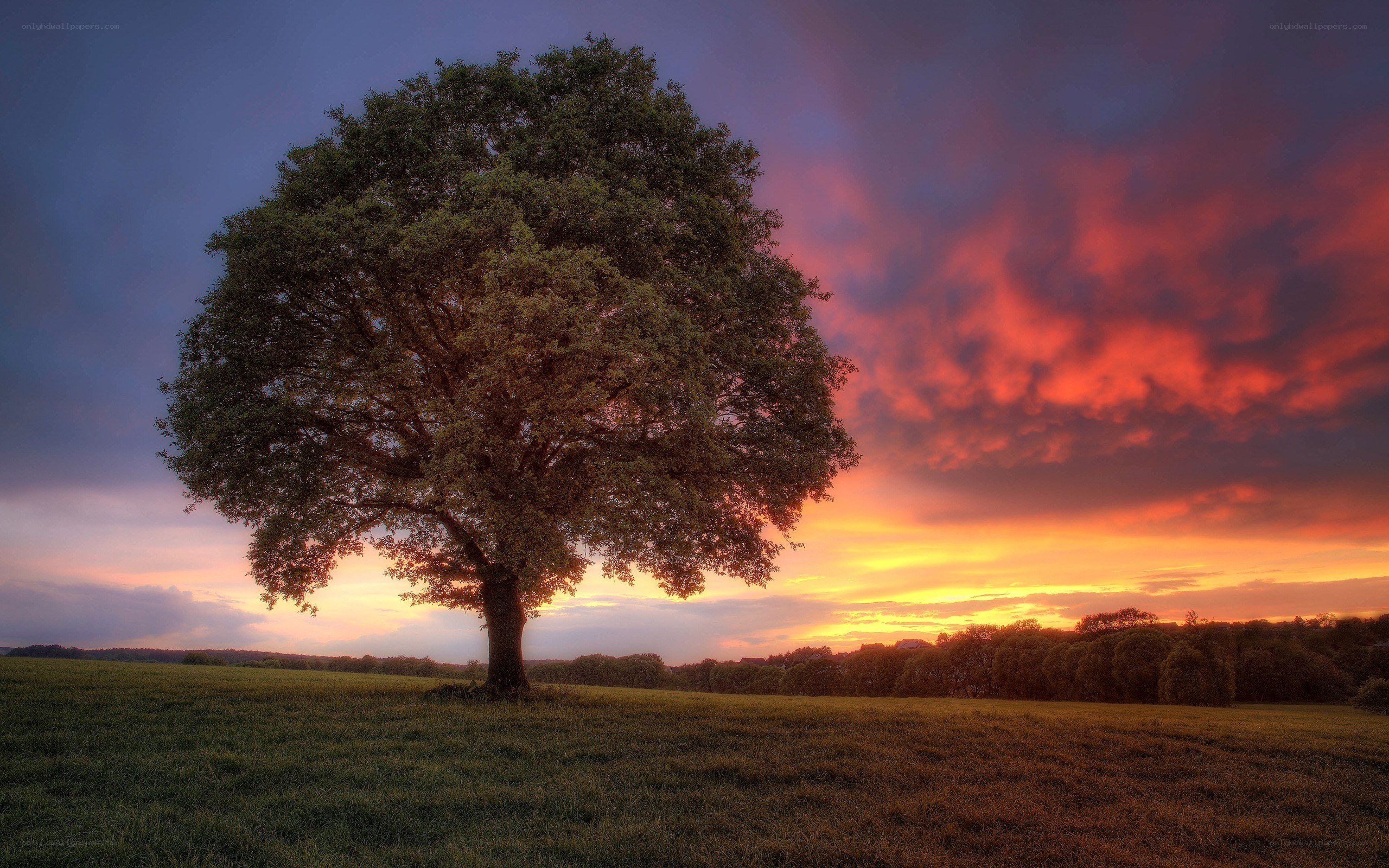 solitary tree at sunset