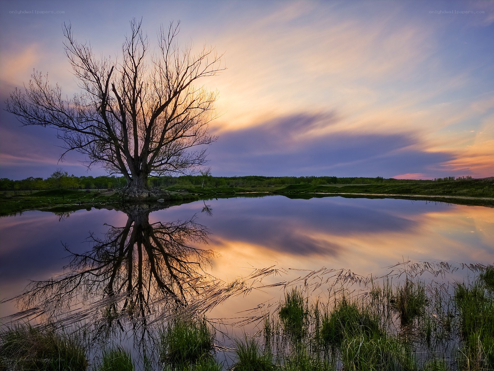 Solitary tree at sunset