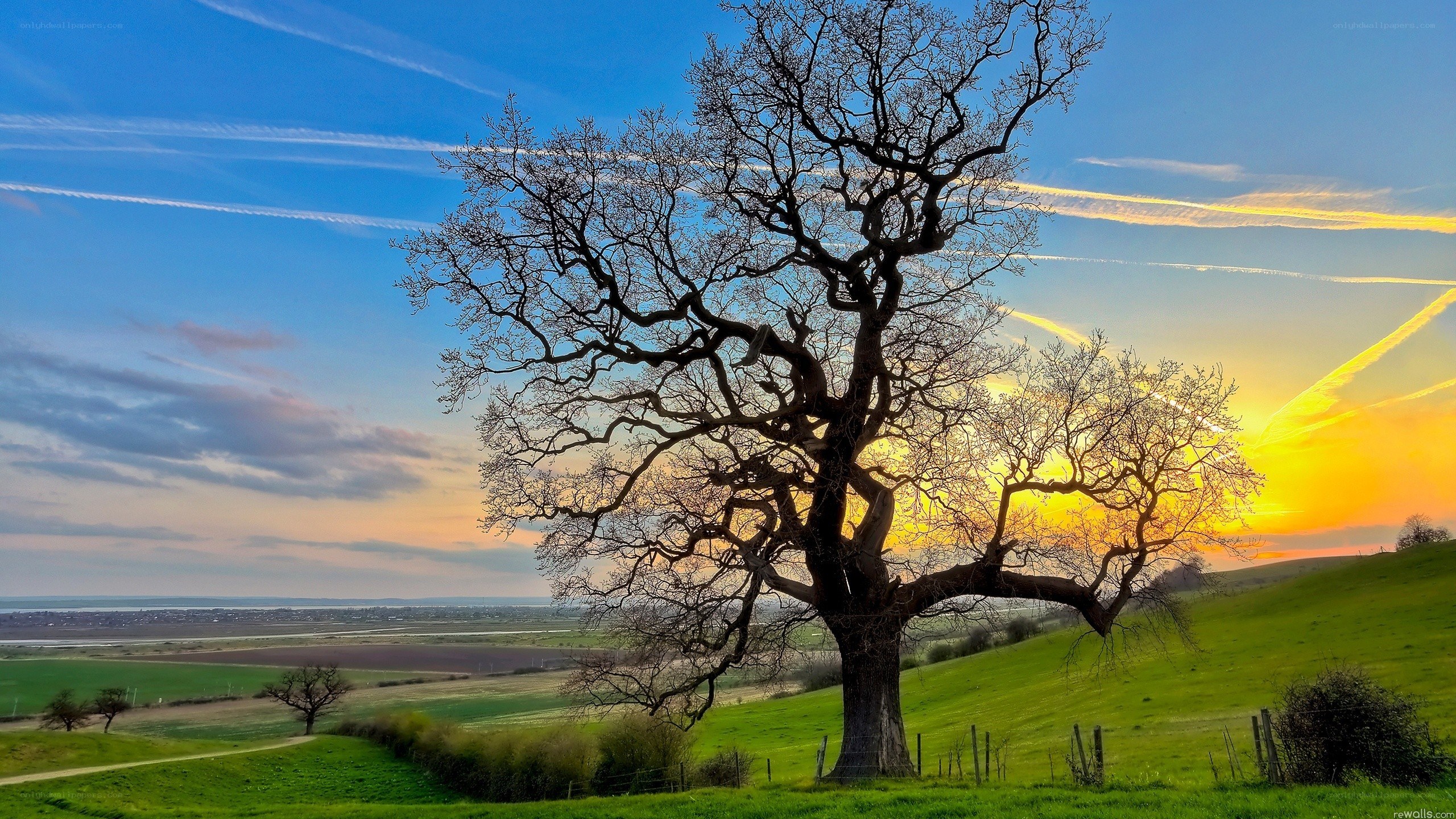 Solitary tree at sunset