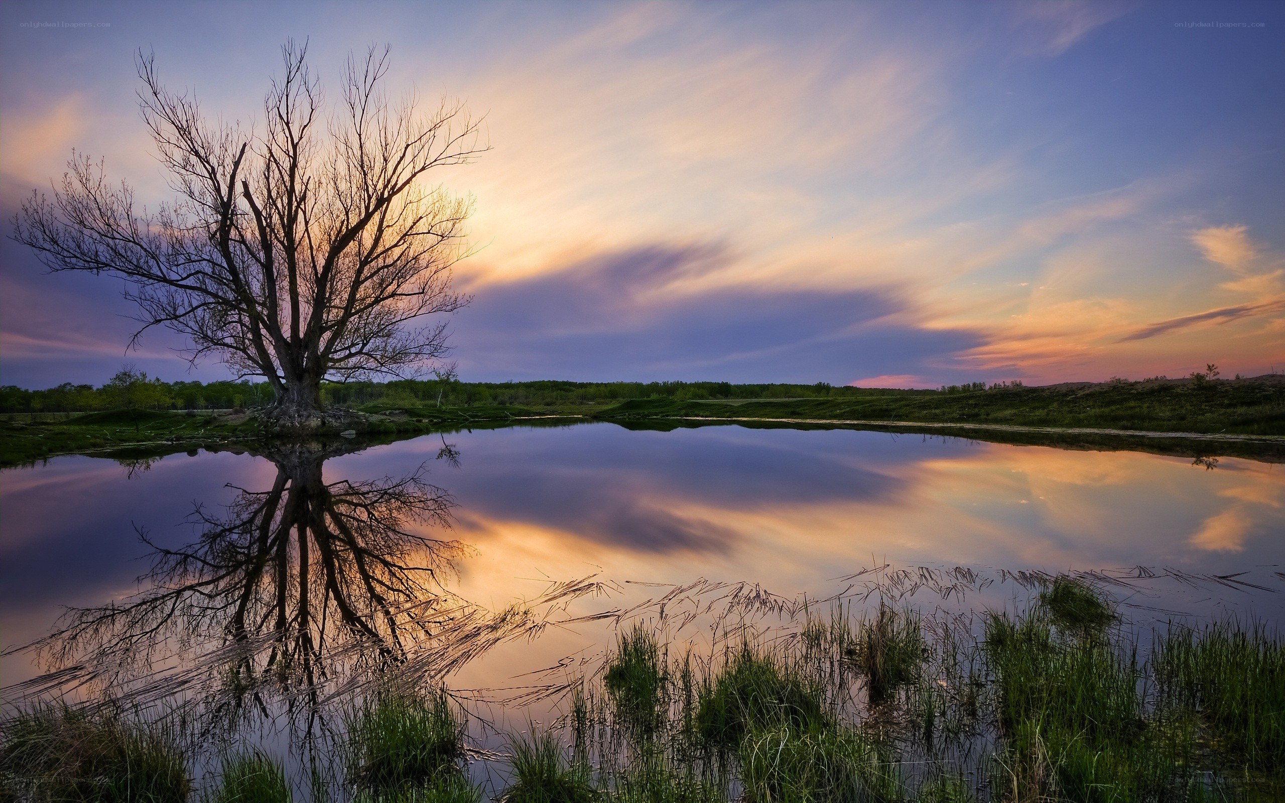 Solitary tree at sunset
