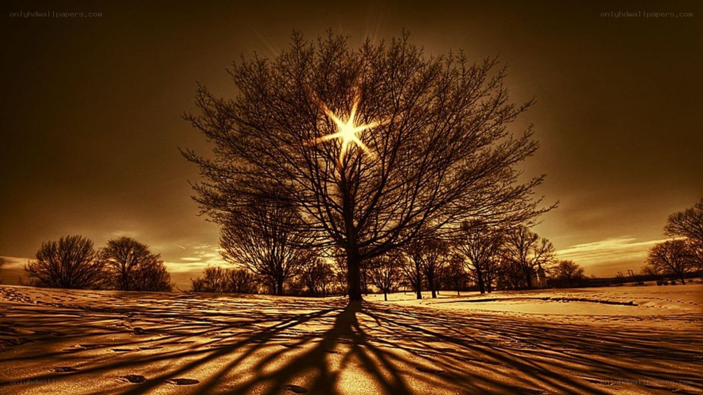 solitary tree at sunset