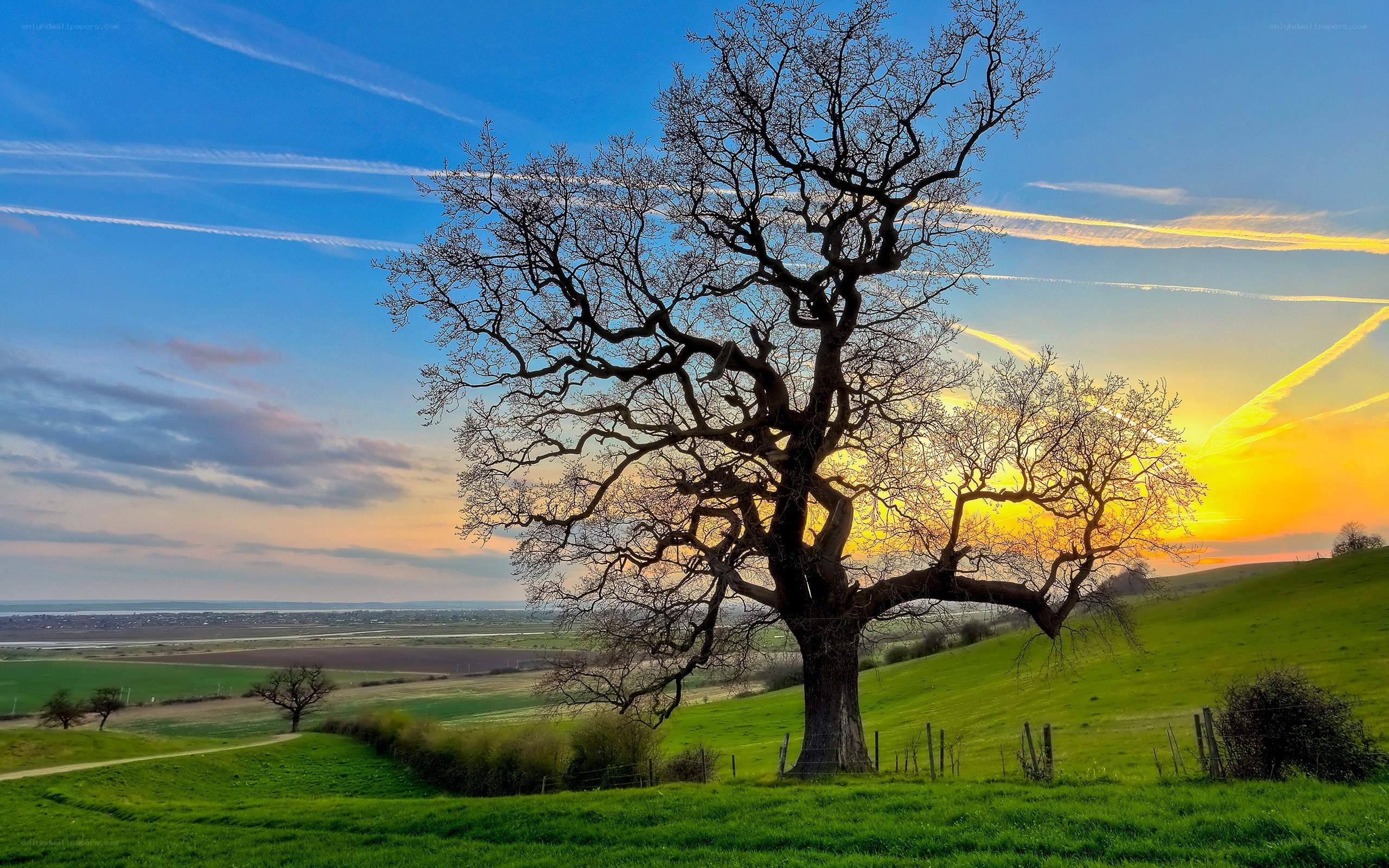 Solitary tree at sunset