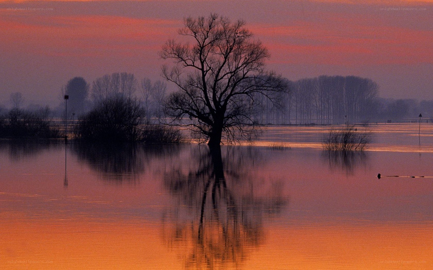 solitary tree at sunset
