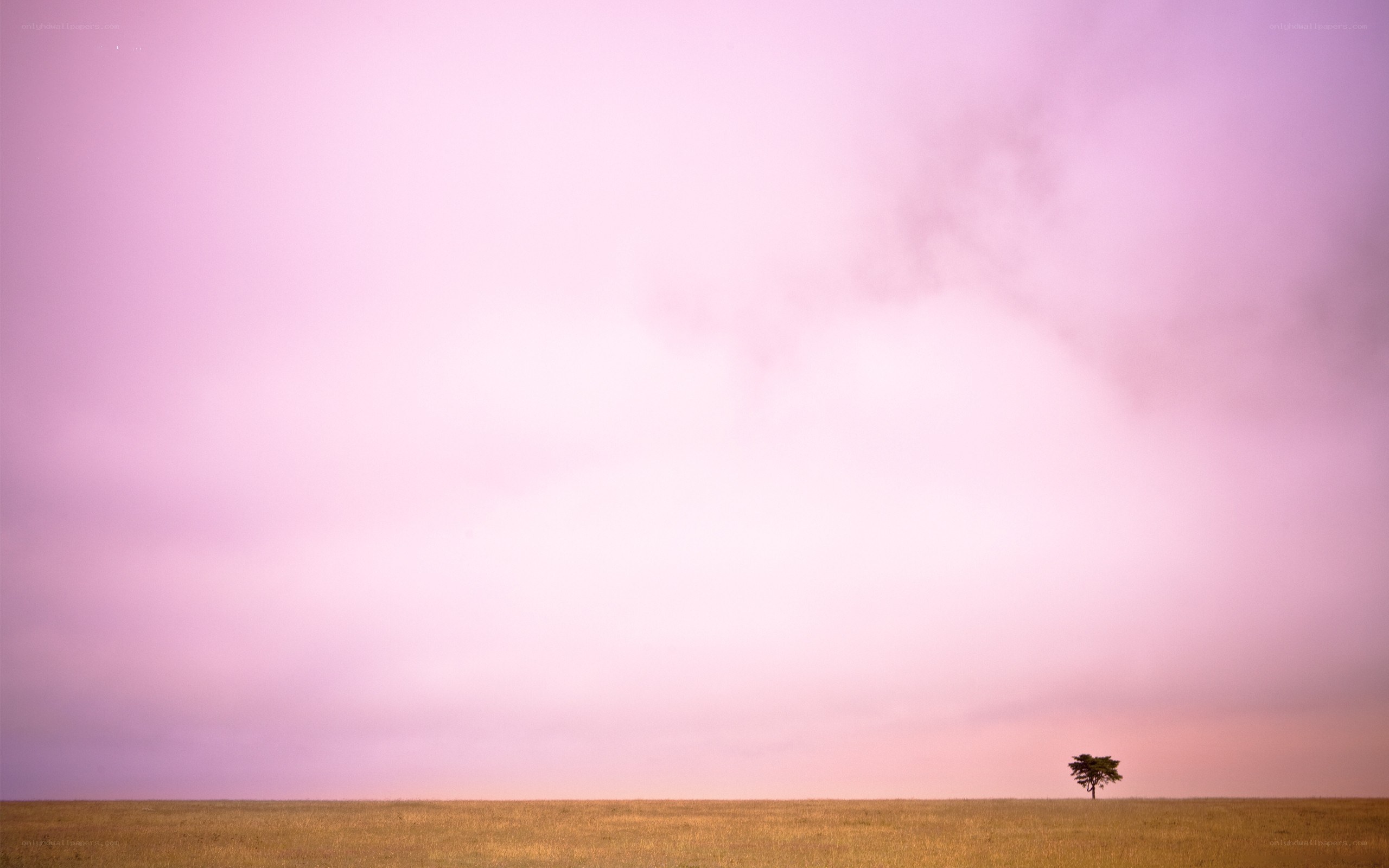 solitary tree at sunset