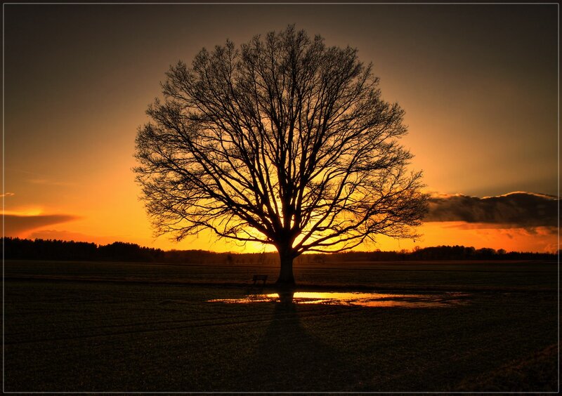 solitary tree at sunset