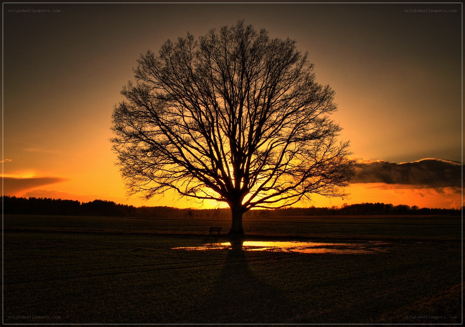 solitary tree at sunset