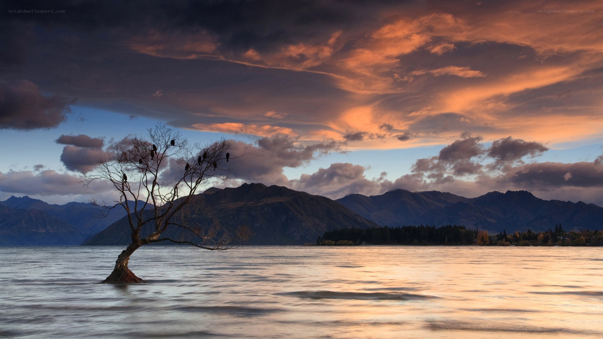 Solitary tree at sunset