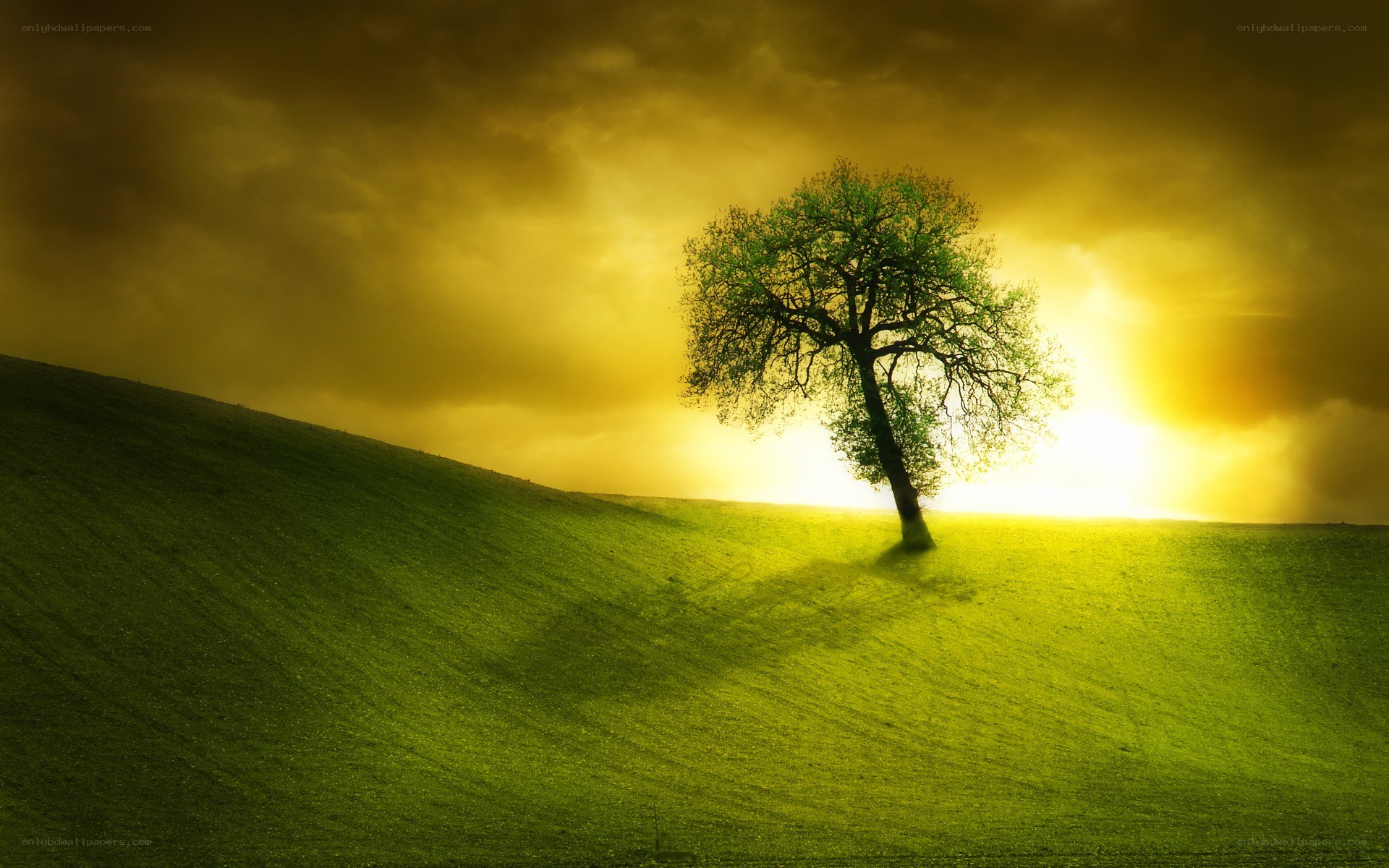 solitary tree at sunset