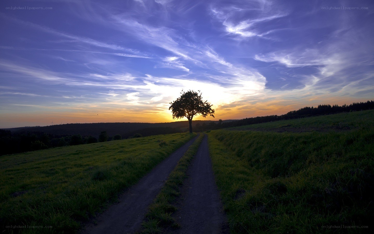Solitary tree at sunset