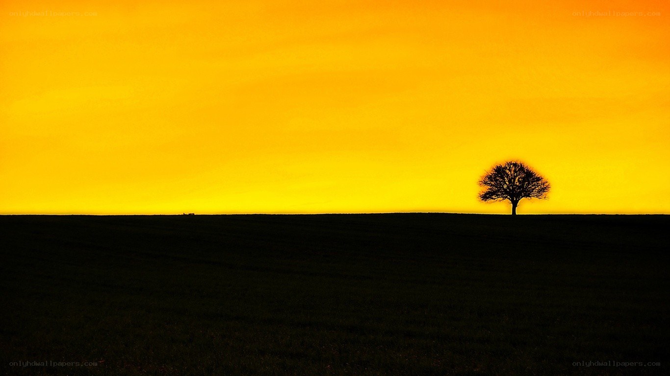 solitary tree at sunset