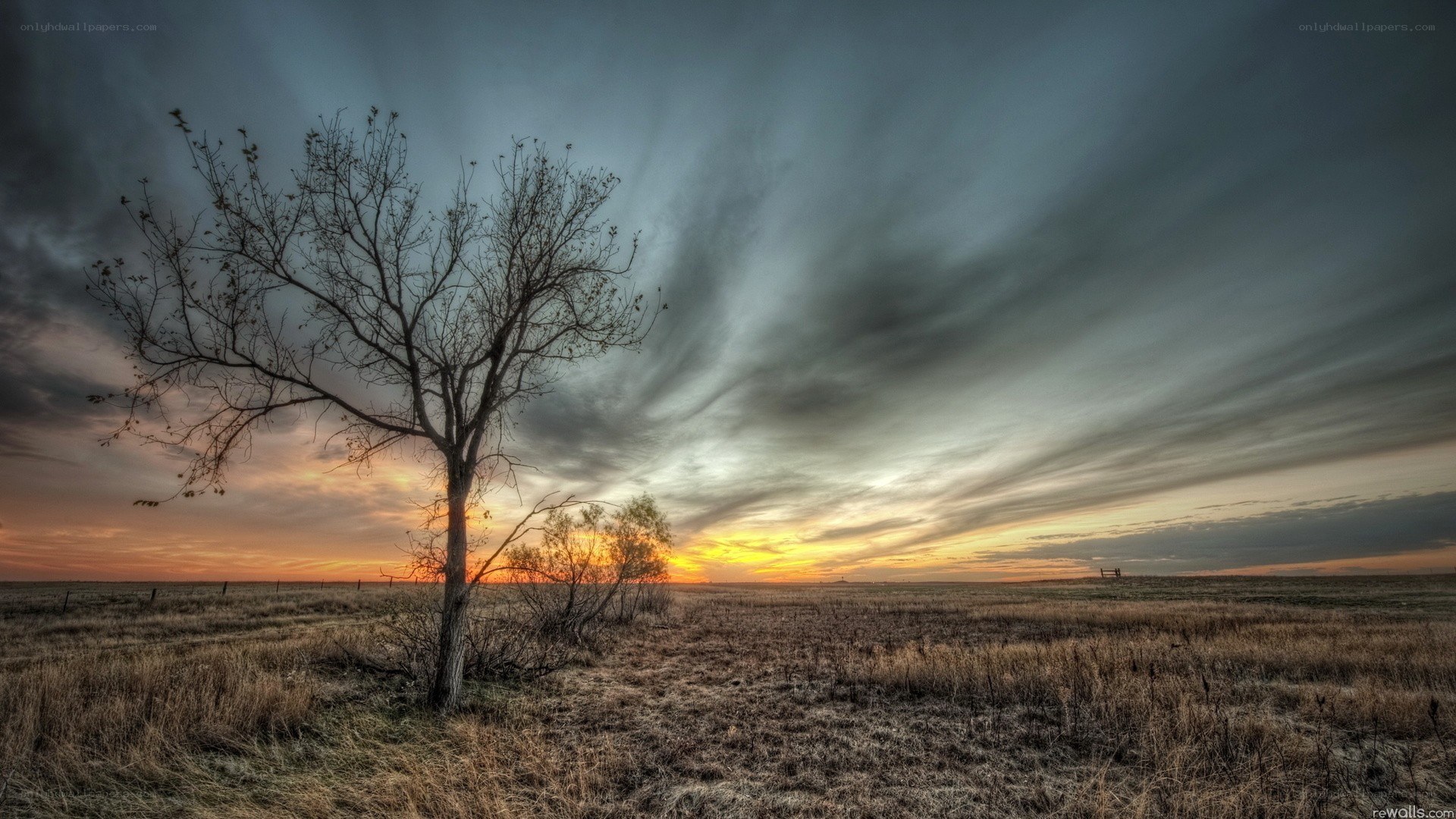 Solitary tree at sunset
