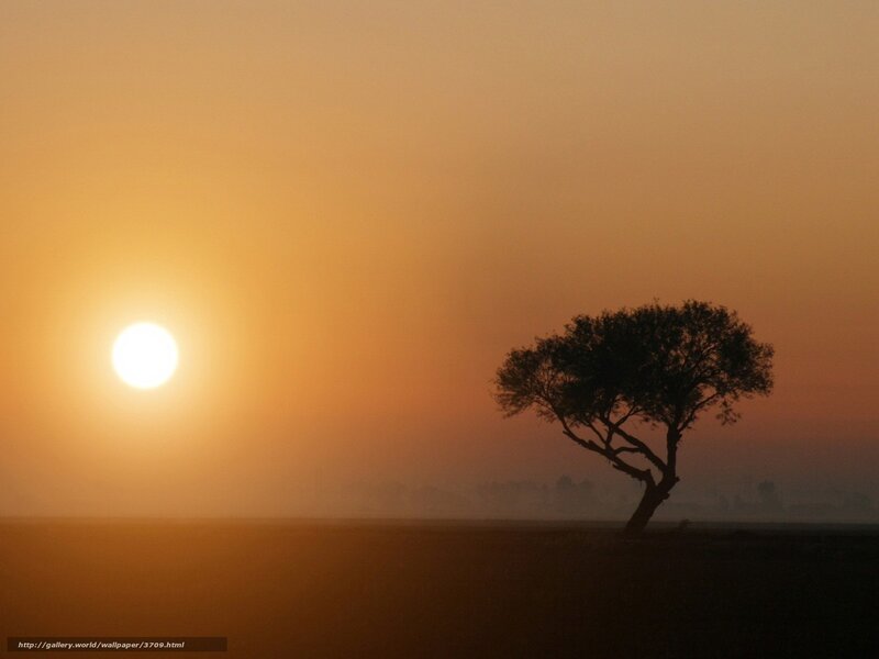 Solitary tree at sunset