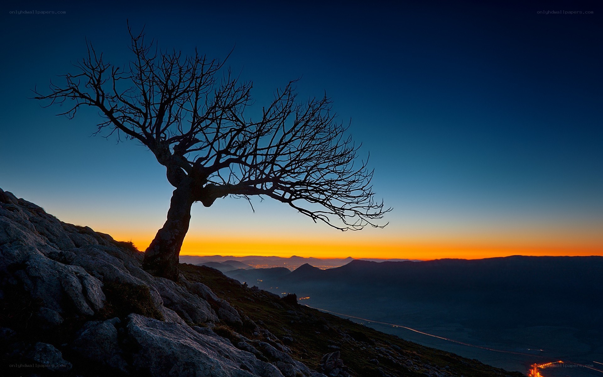 Solitary tree at sunset