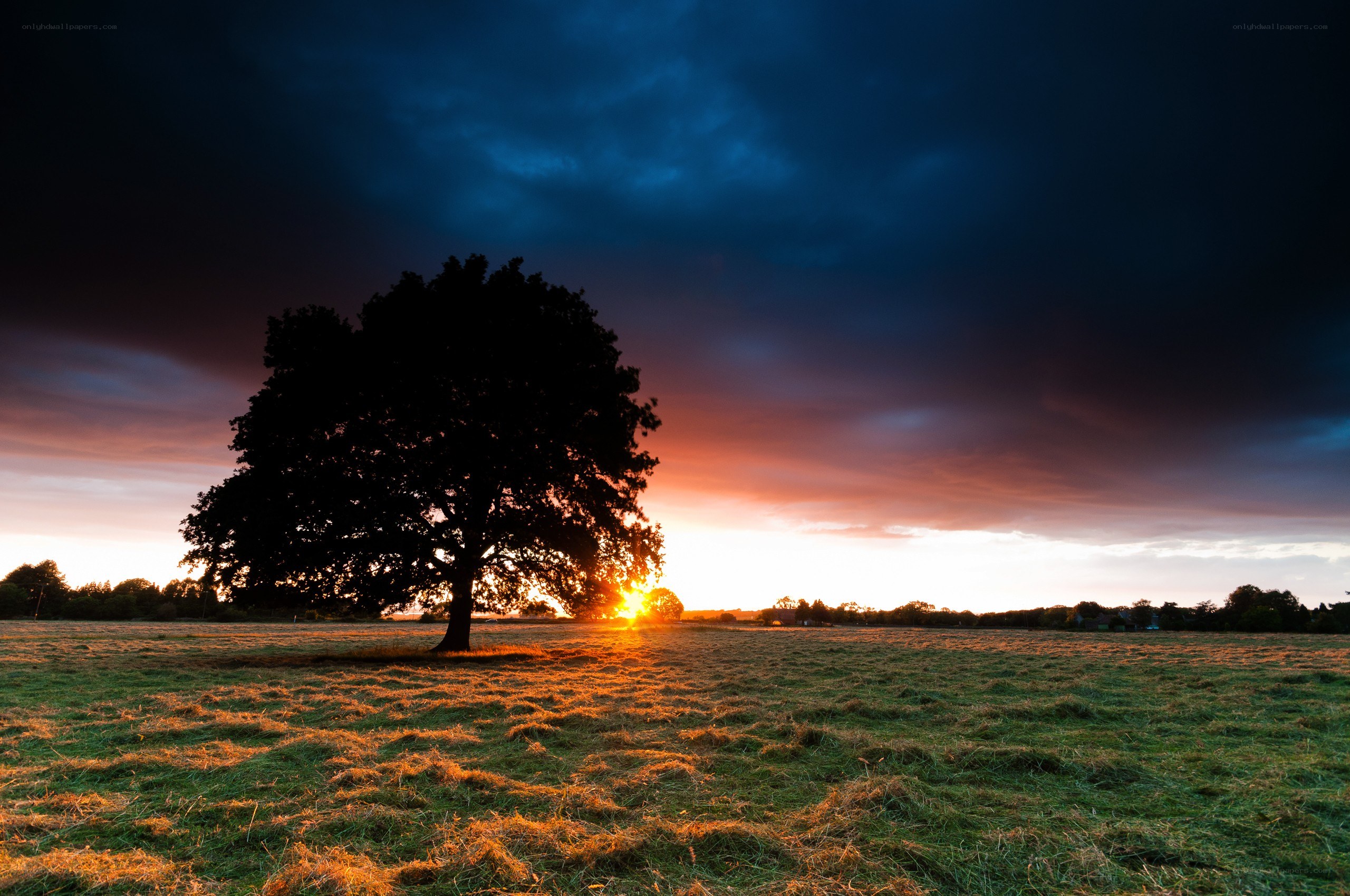 solitary tree at sunset