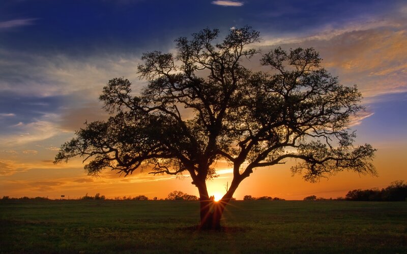 Solitary tree at sunset