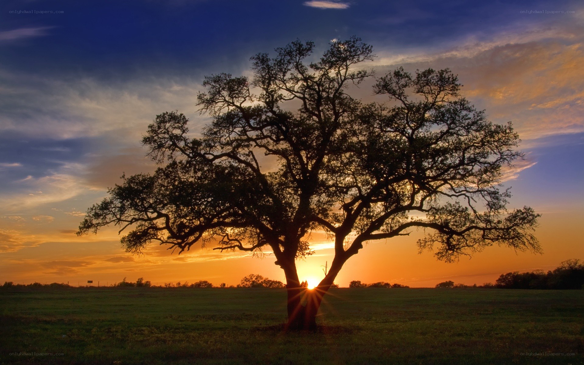 Solitary tree at sunset