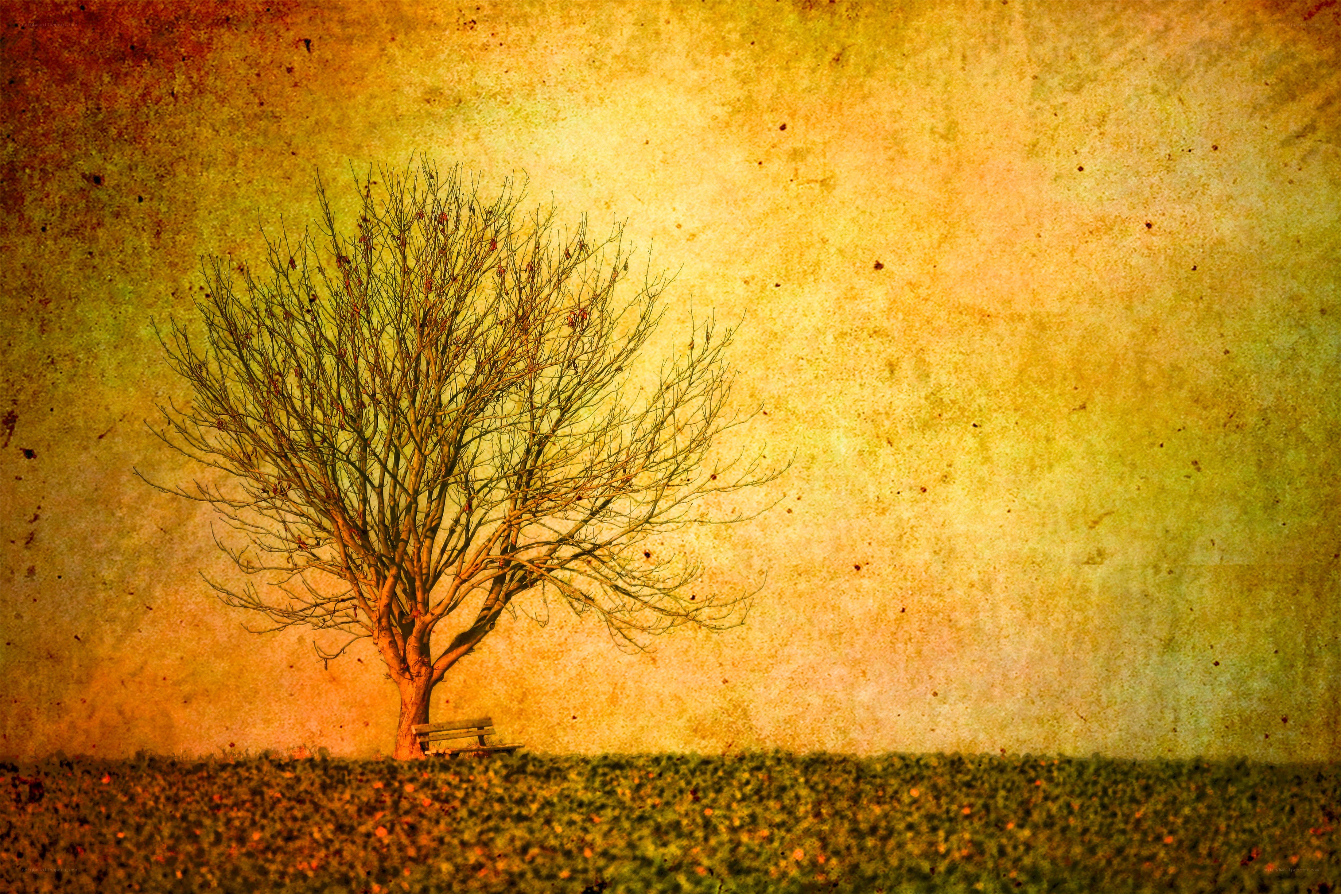 solitary tree at sunset