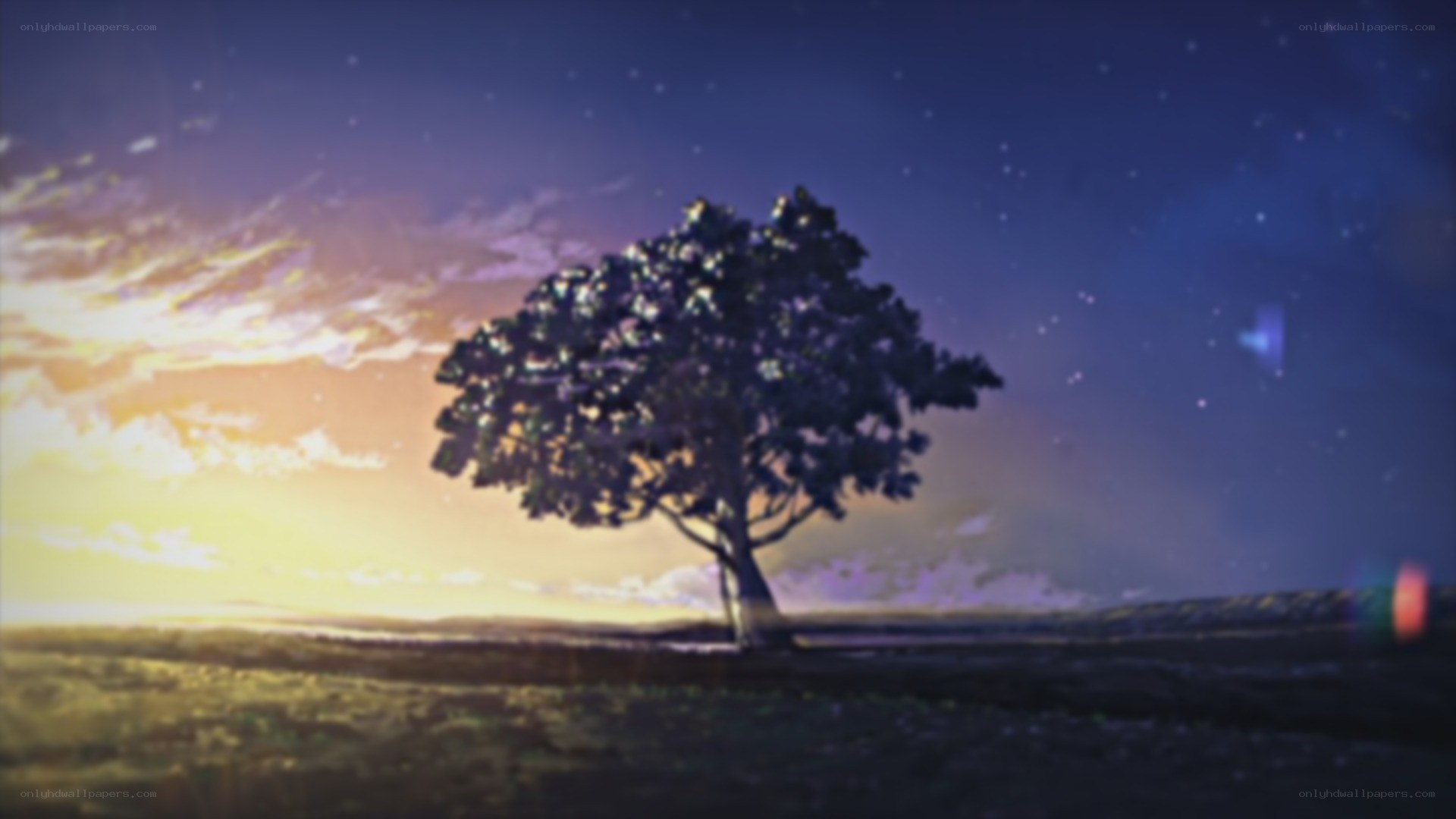 solitary tree at sunset