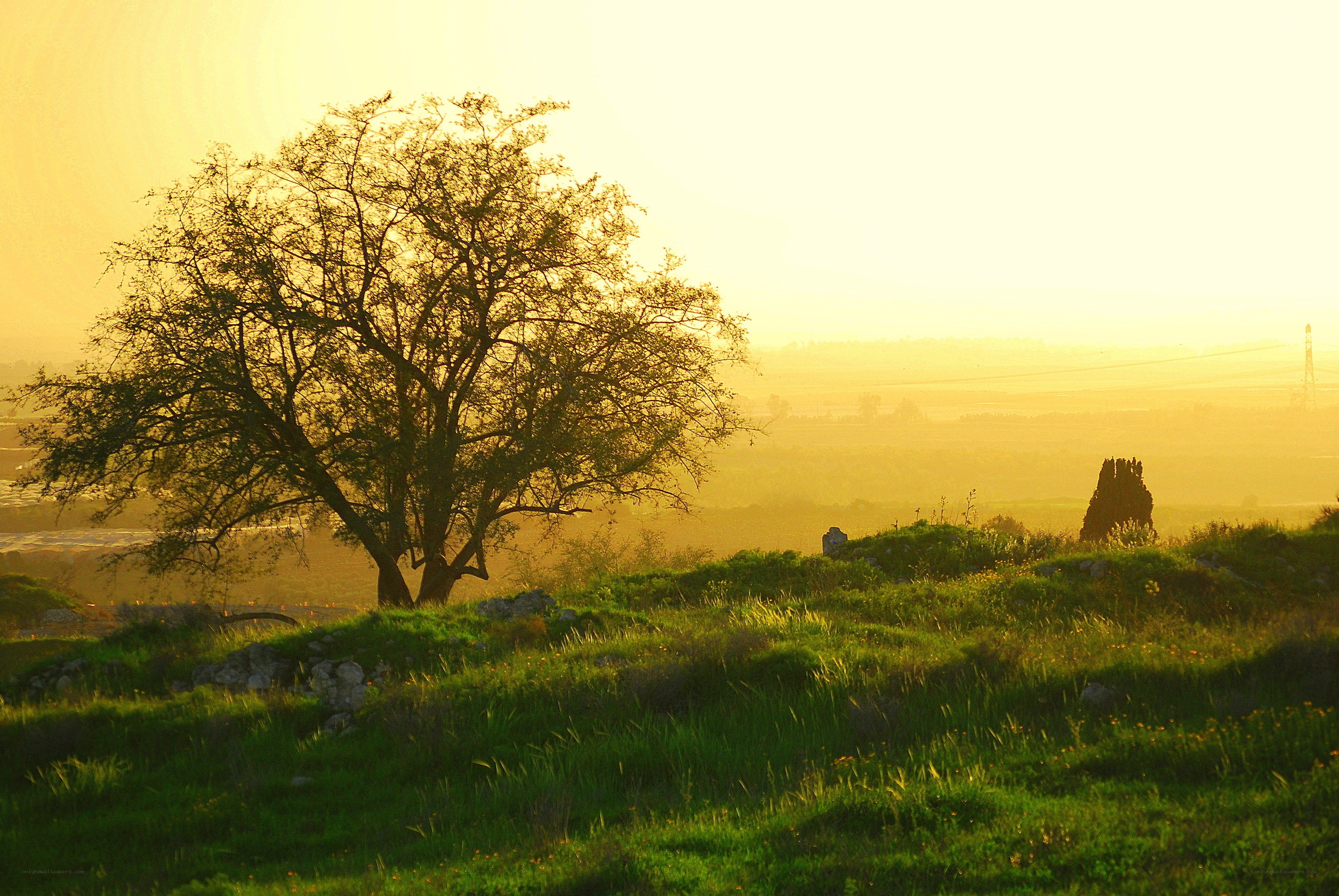 Solitary tree at sunset
