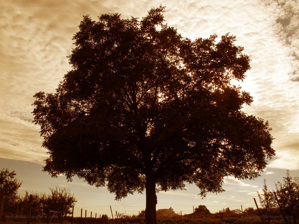 solitary tree at sunset