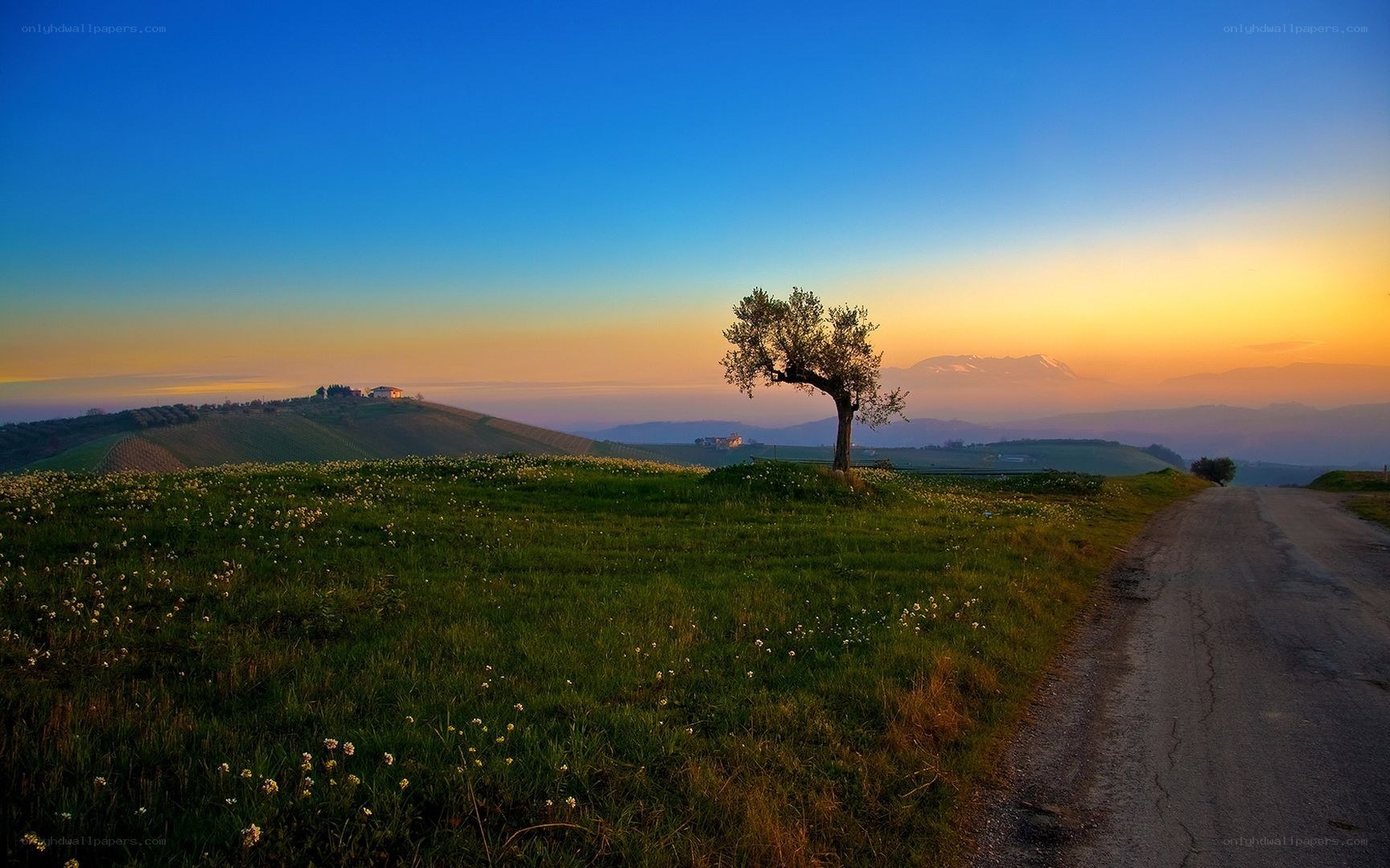 Solitary tree at sunset