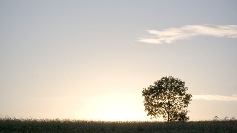 solitary tree at sunset
