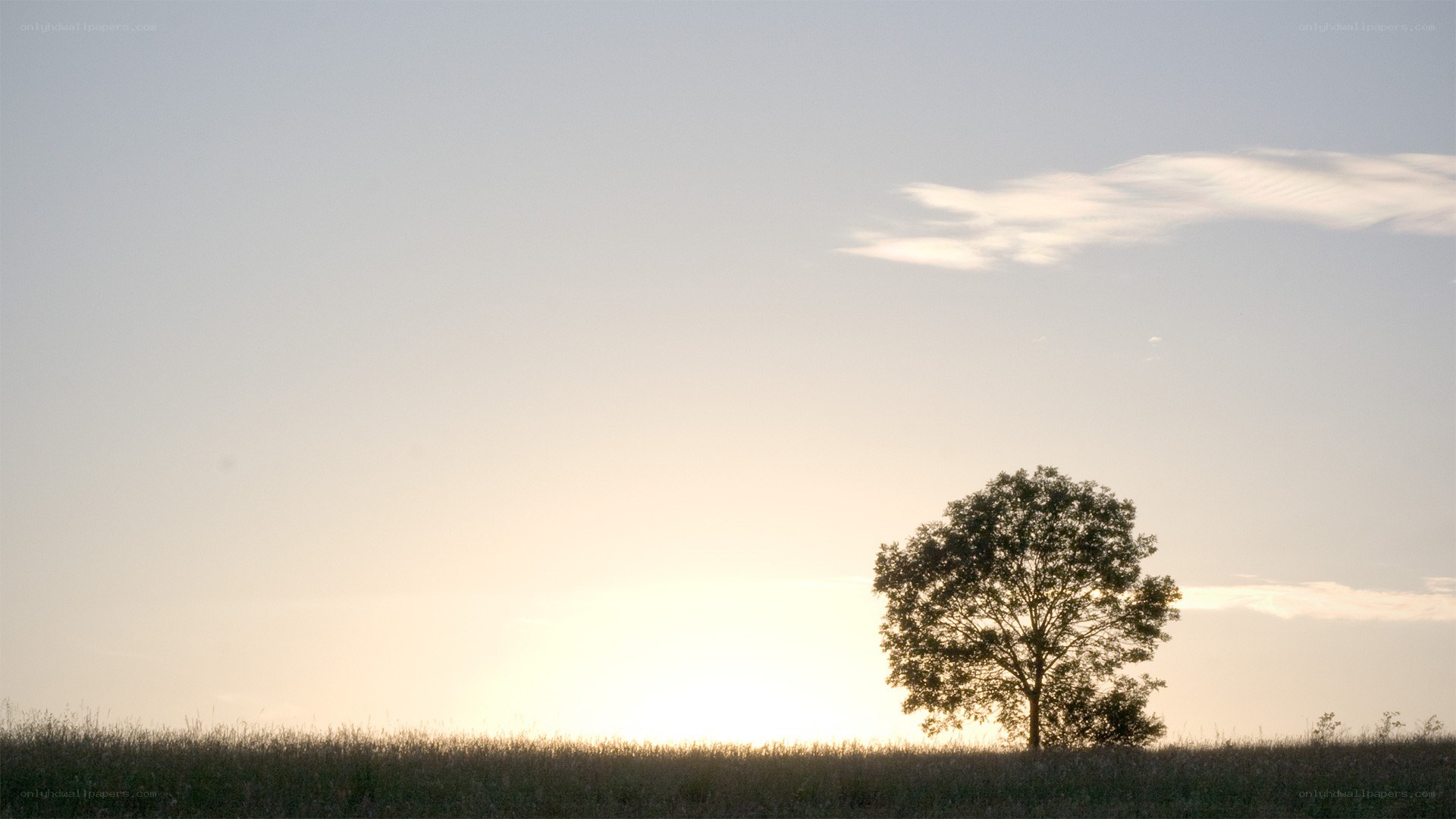 solitary tree at sunset
