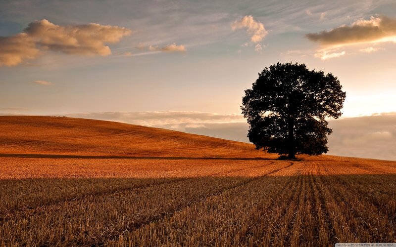 solitary tree at sunset