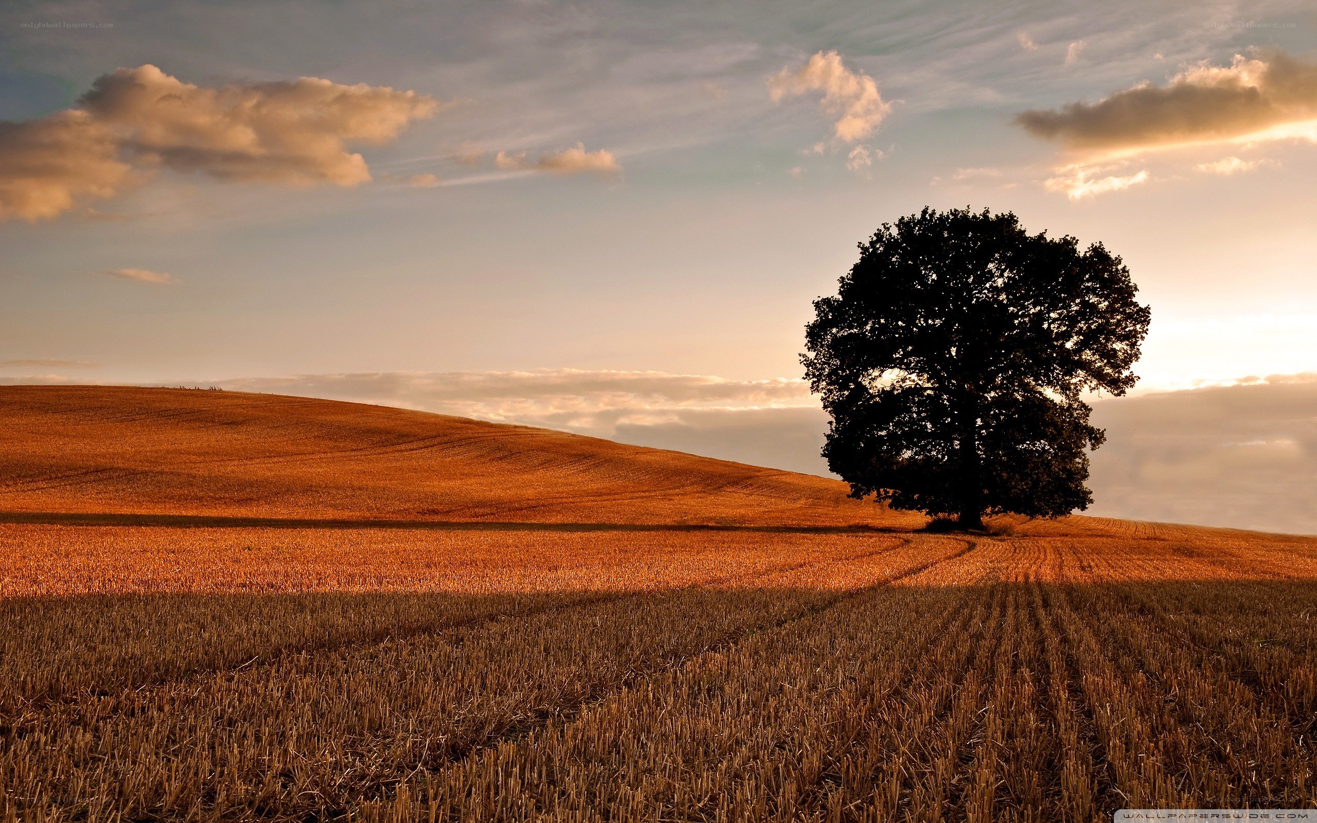 solitary tree at sunset