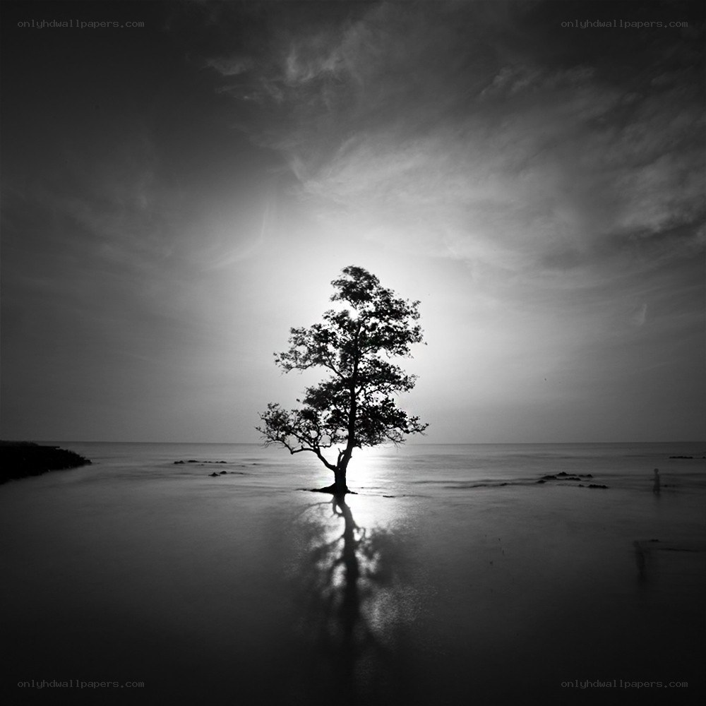 solitary tree at sunset