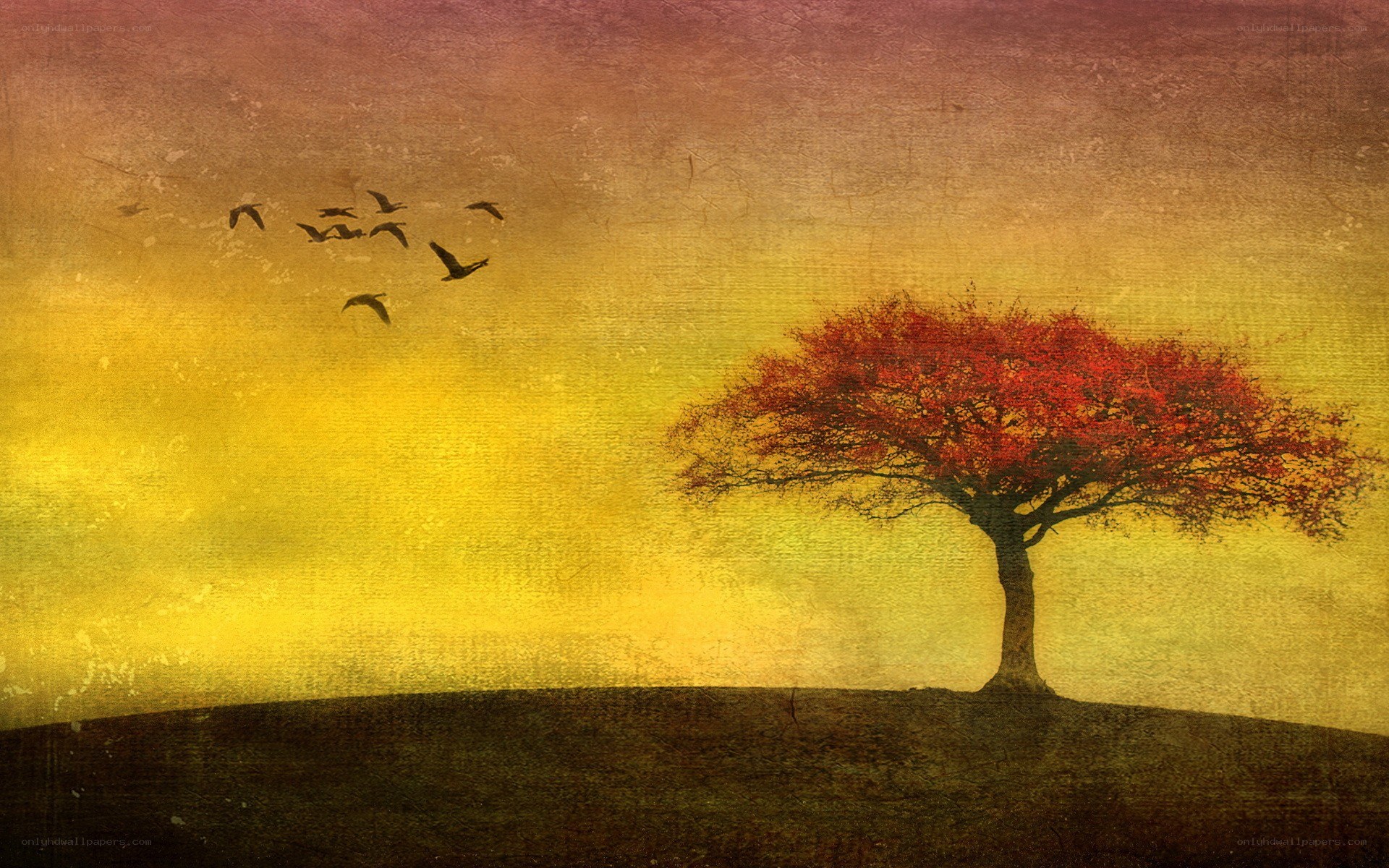 solitary tree at sunset
