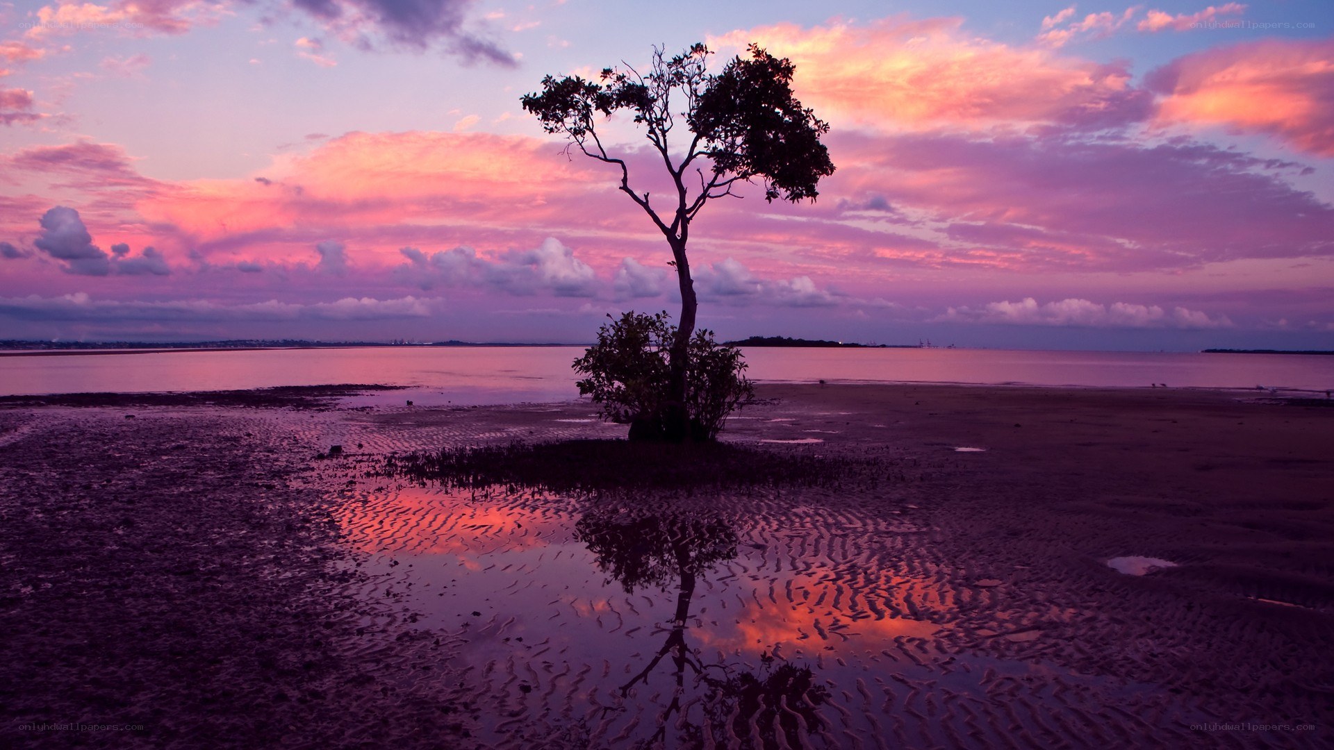 Solitary tree at sunset