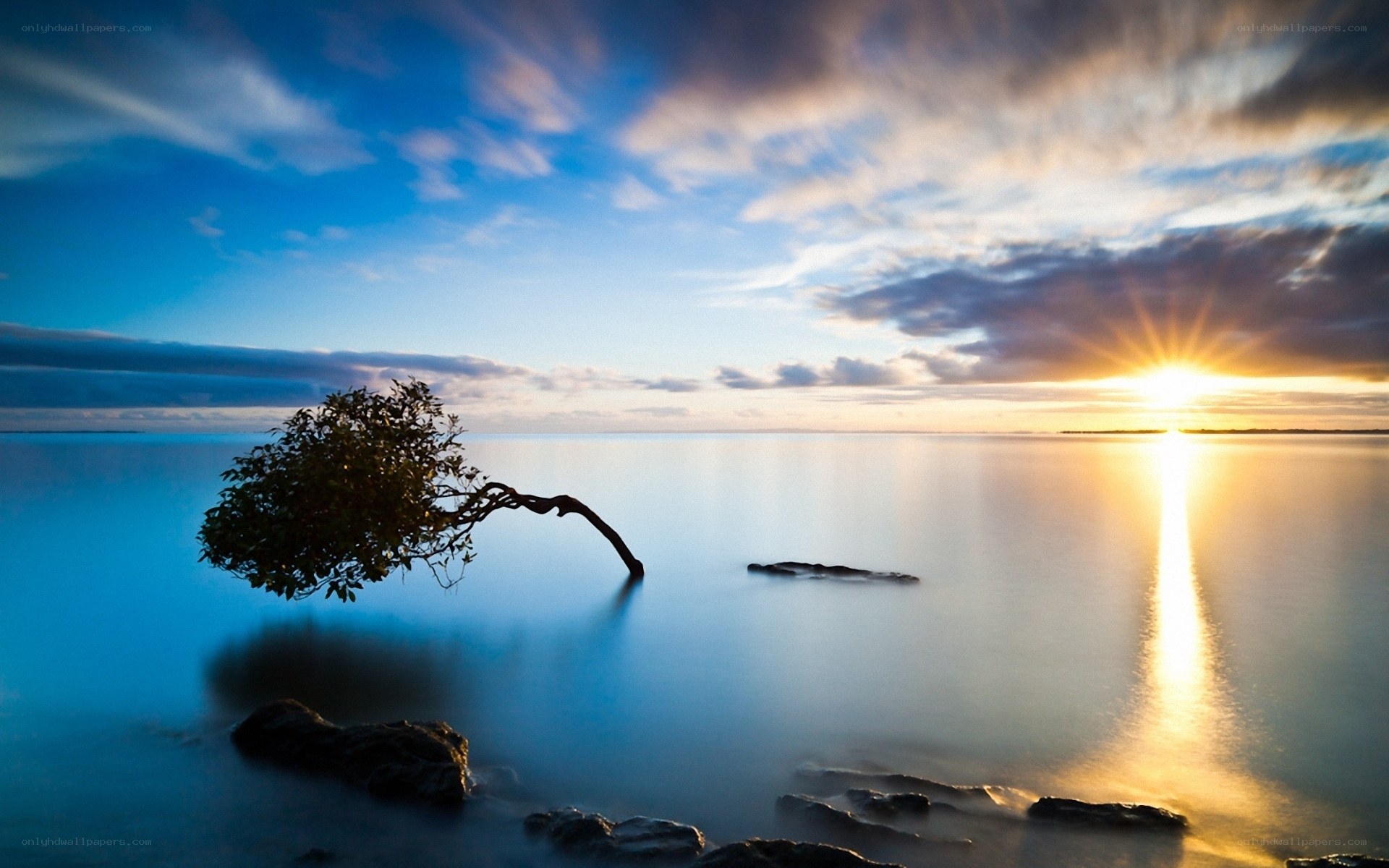 Solitary tree at sunset