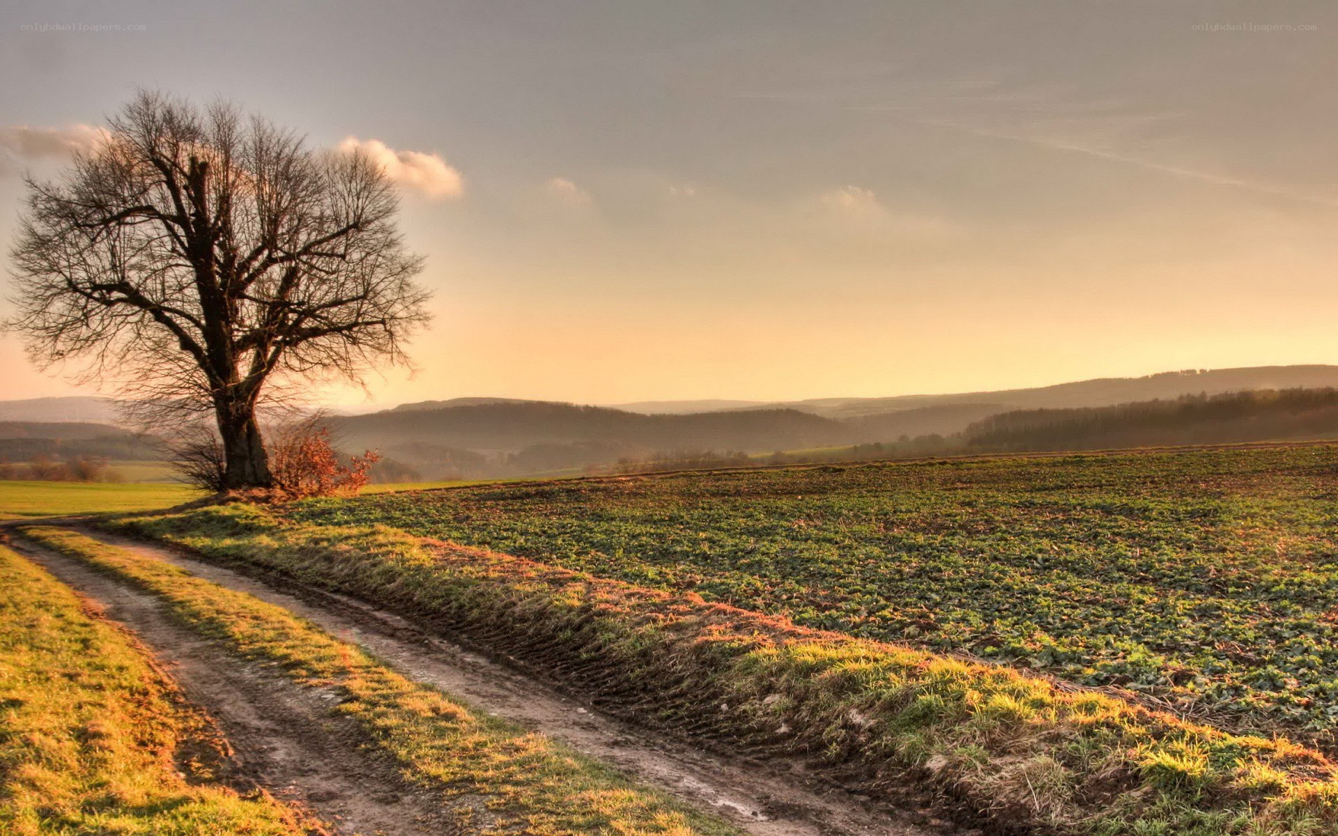 solitary tree at sunset