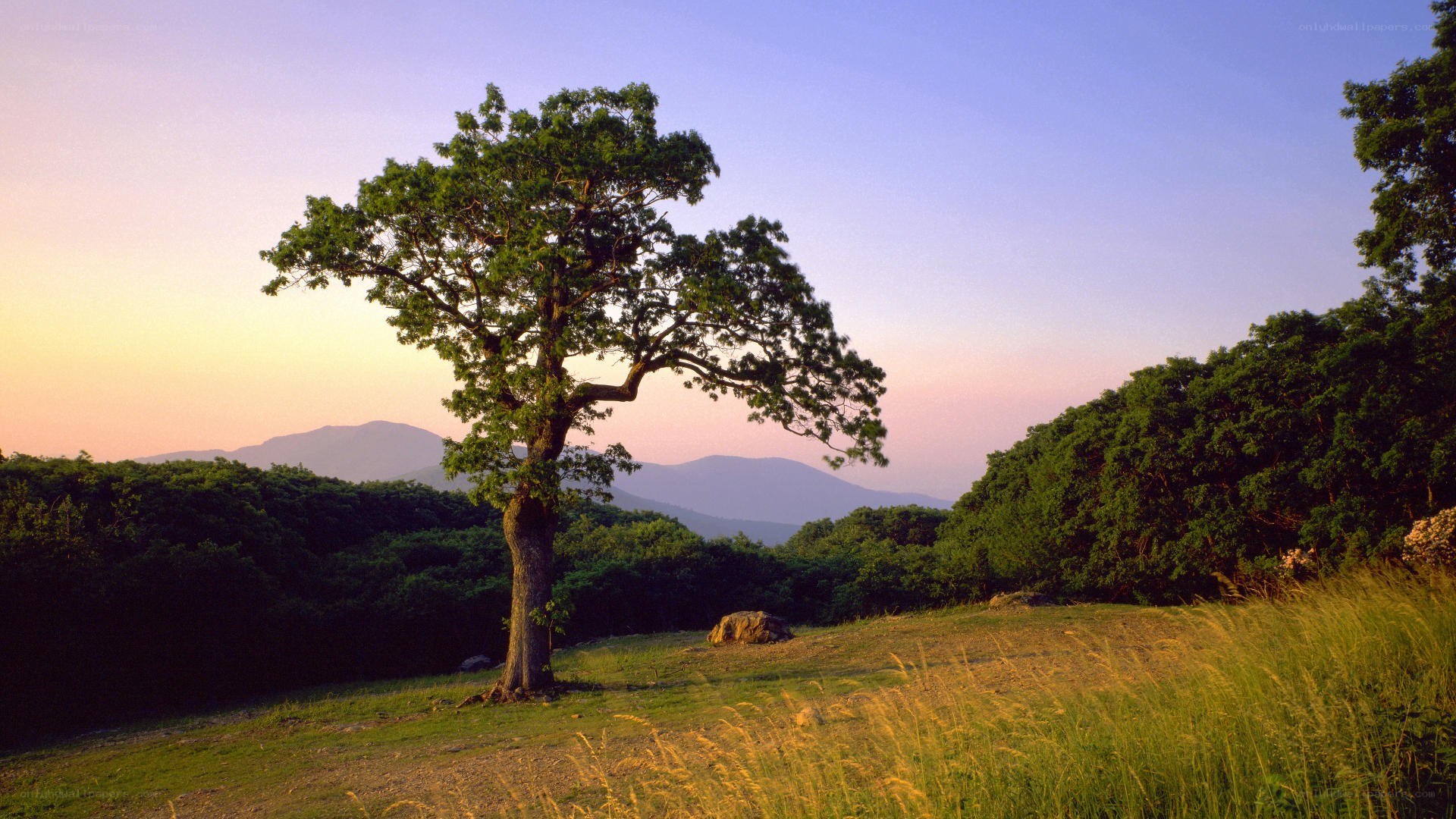 Solitary tree at sunset