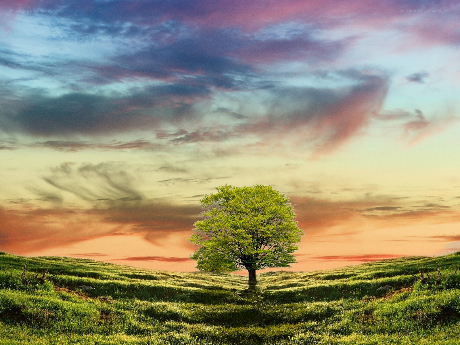 Solitary tree at sunset