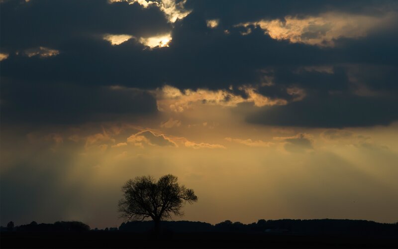solitary tree at sunset