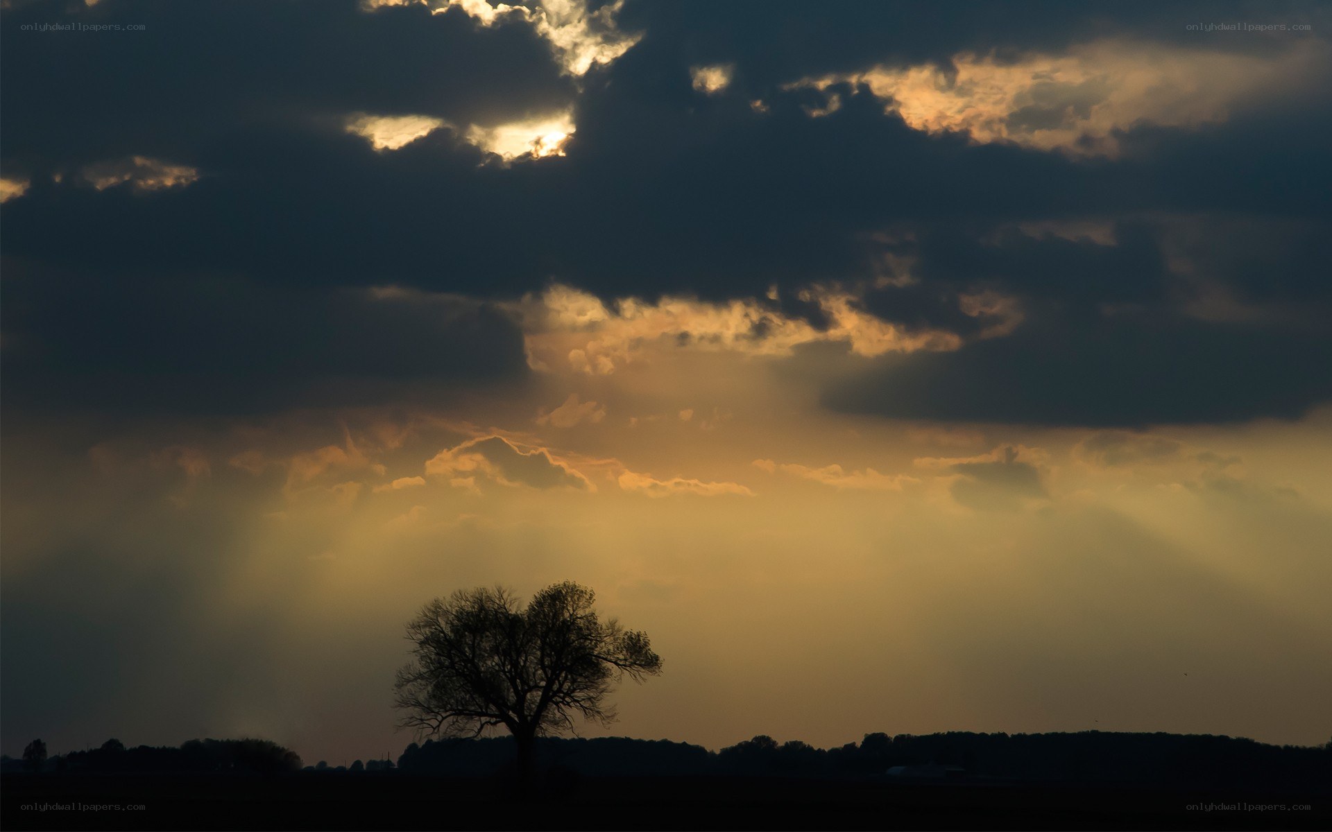 solitary tree at sunset