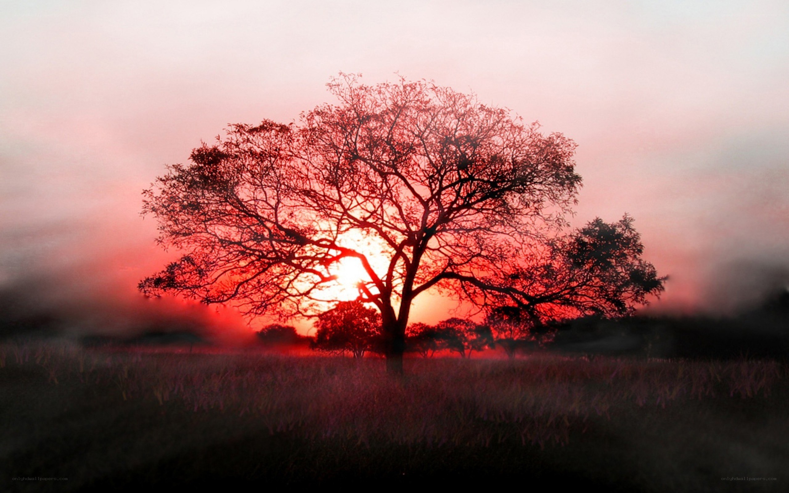 Solitary tree at sunset