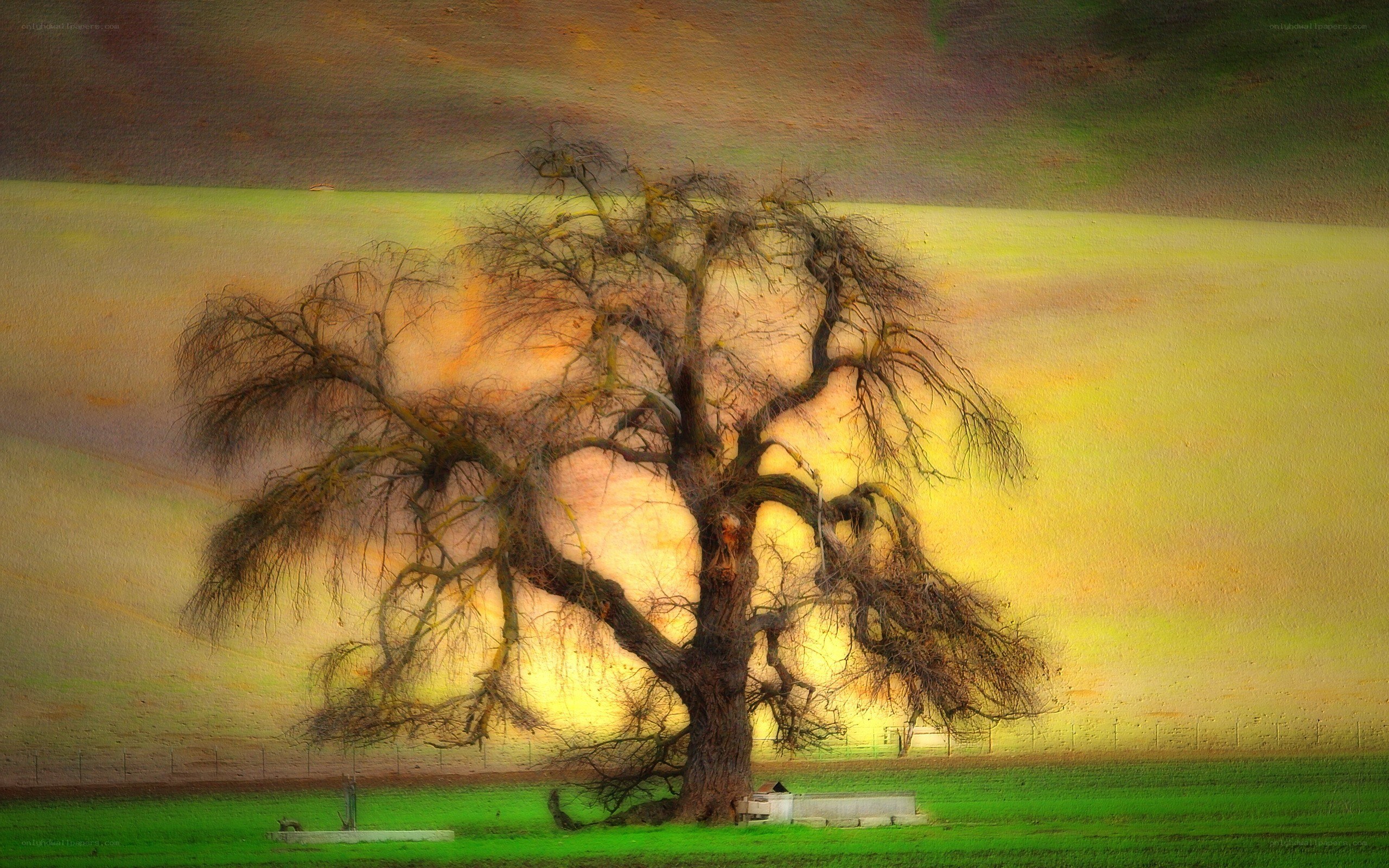 Solitary tree at sunset