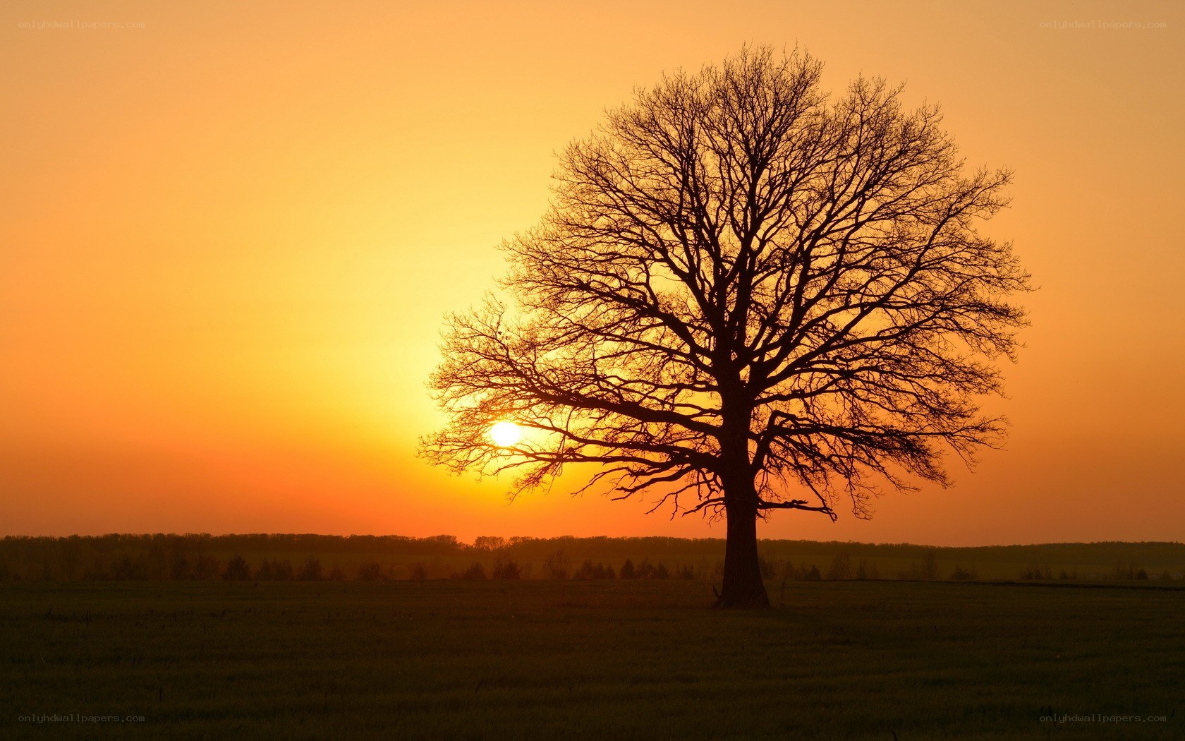 solitary tree at sunset