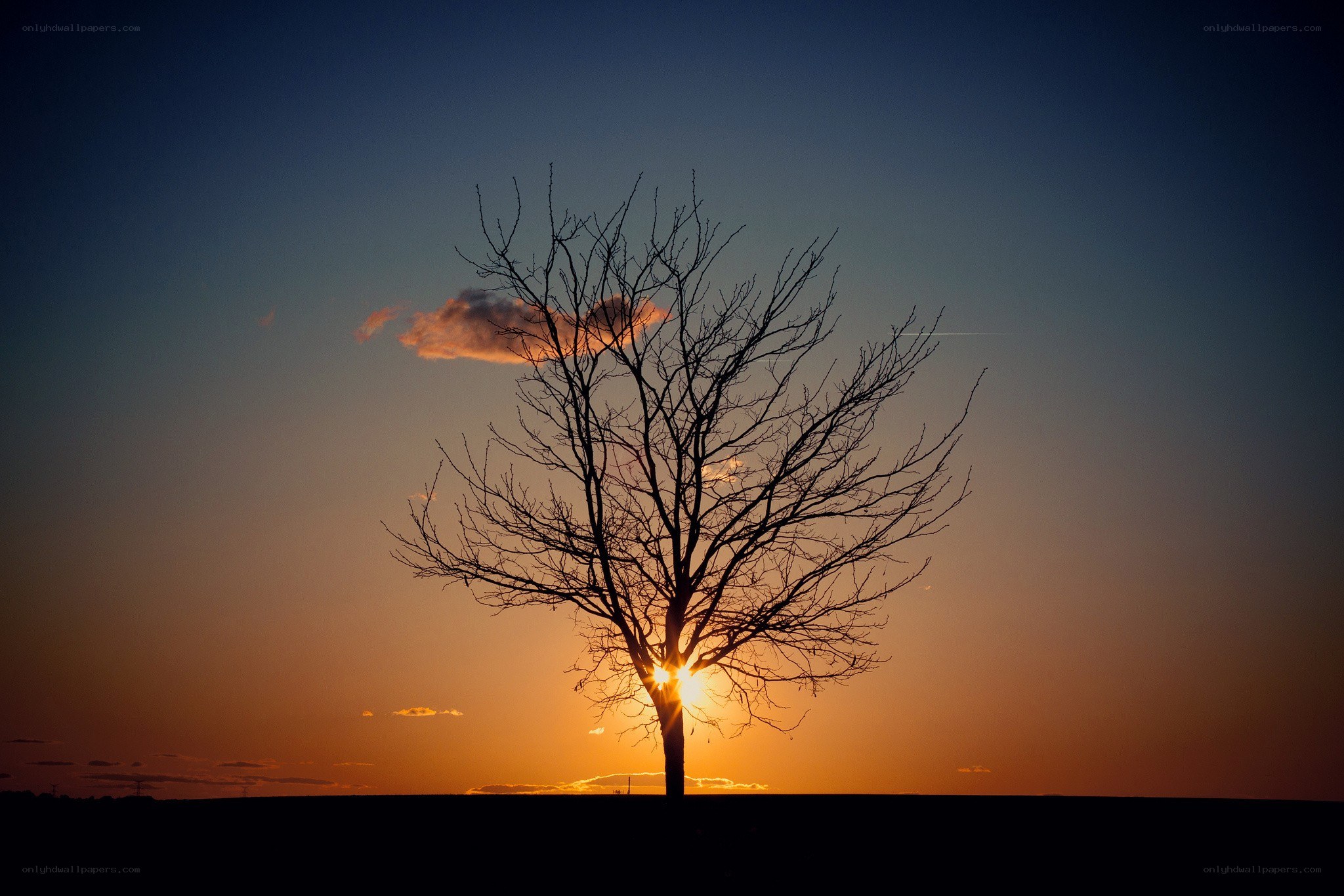 solitary tree at sunset