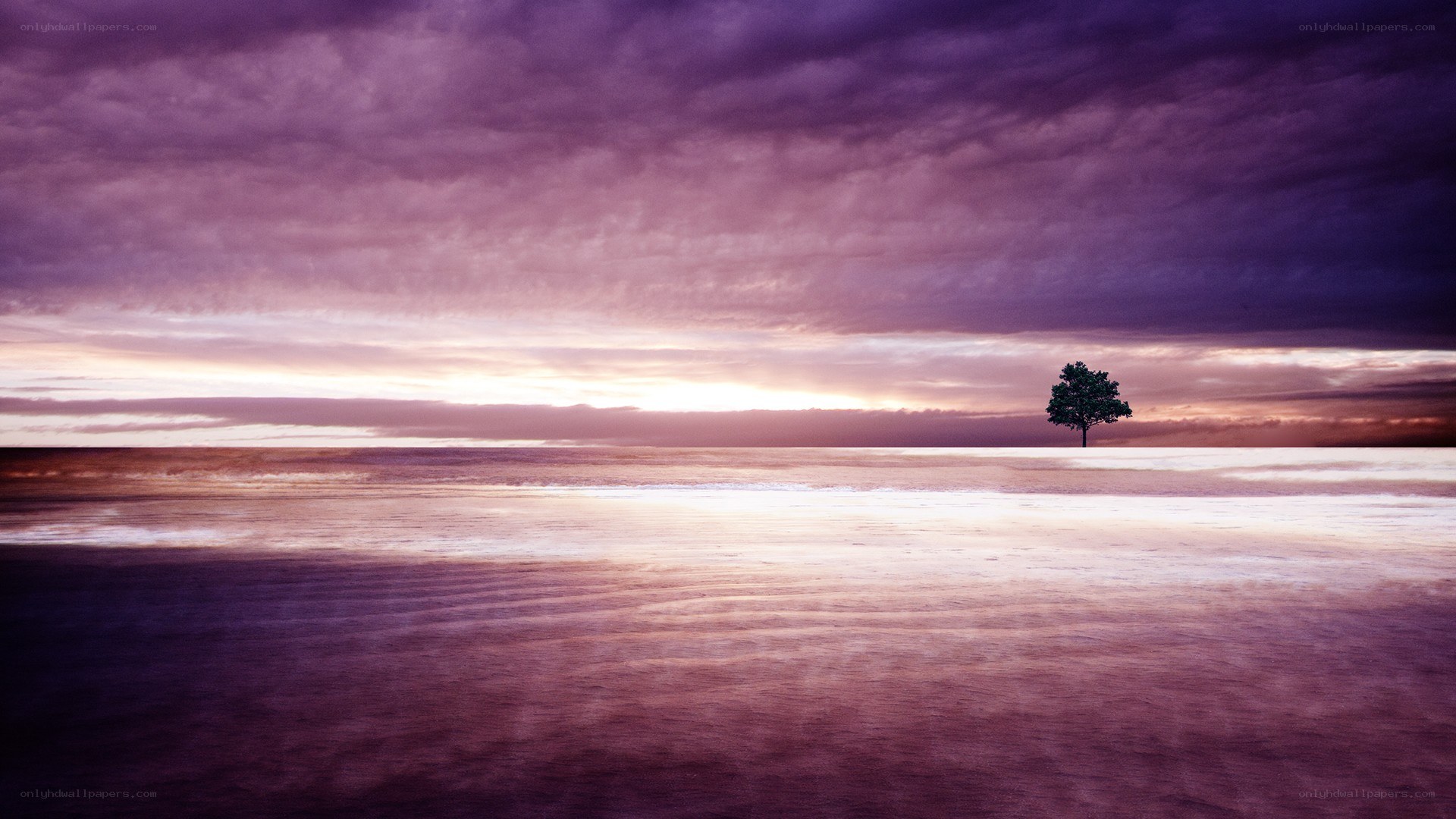 solitary tree at sunset